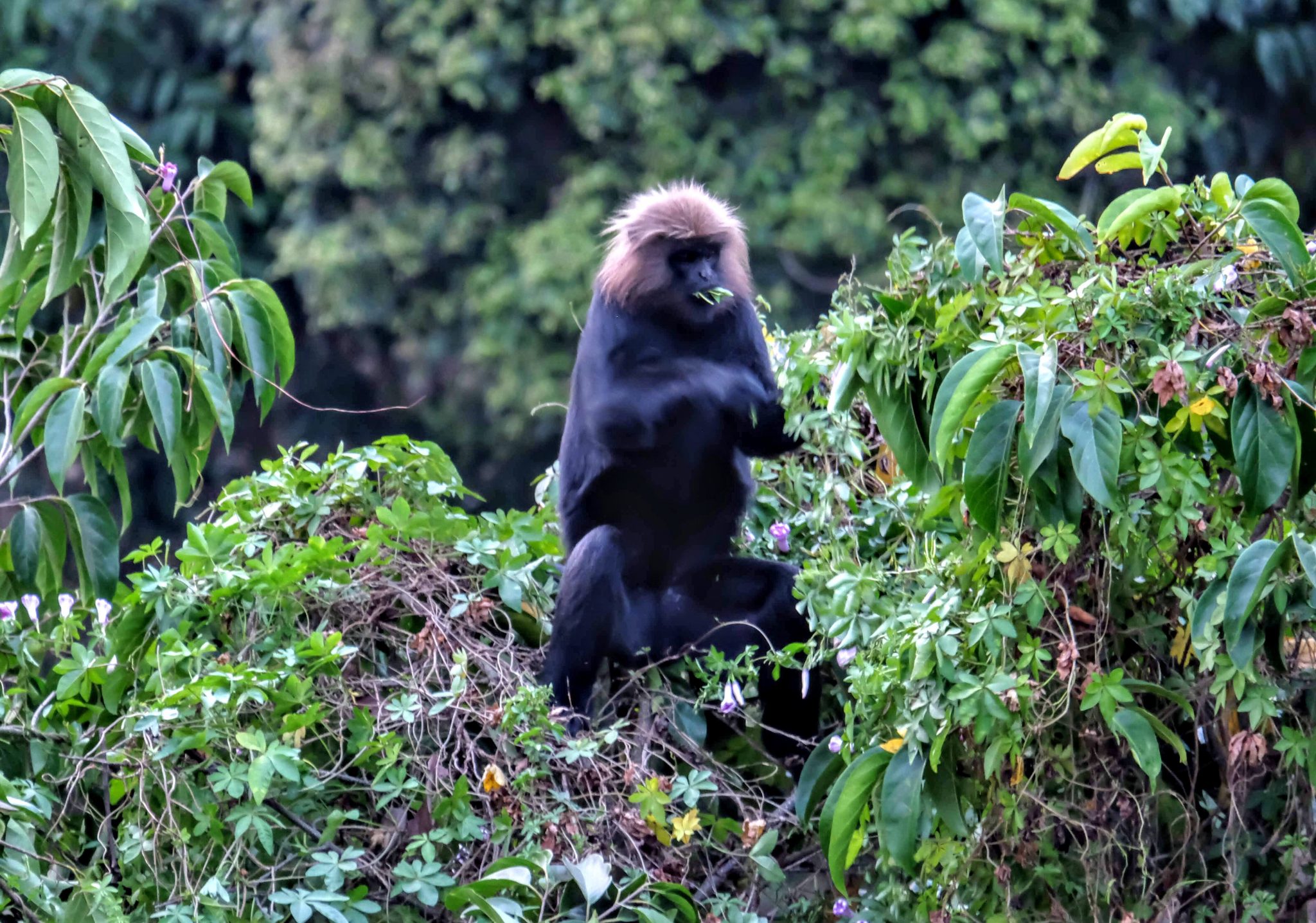 Niligiri langur outside Panthalams Homestay, Kumily