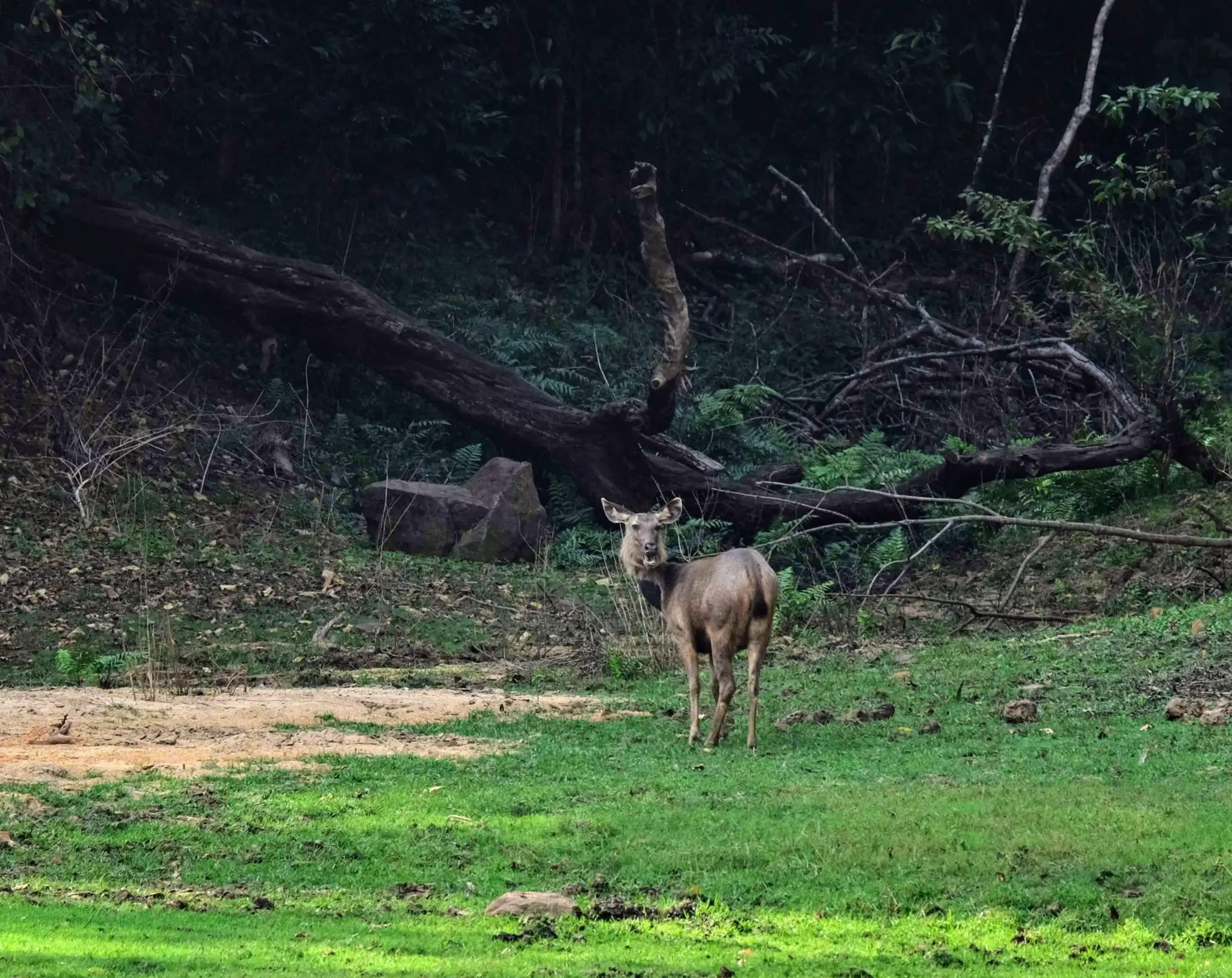 Sambar deer, Periyar National Park, South India
