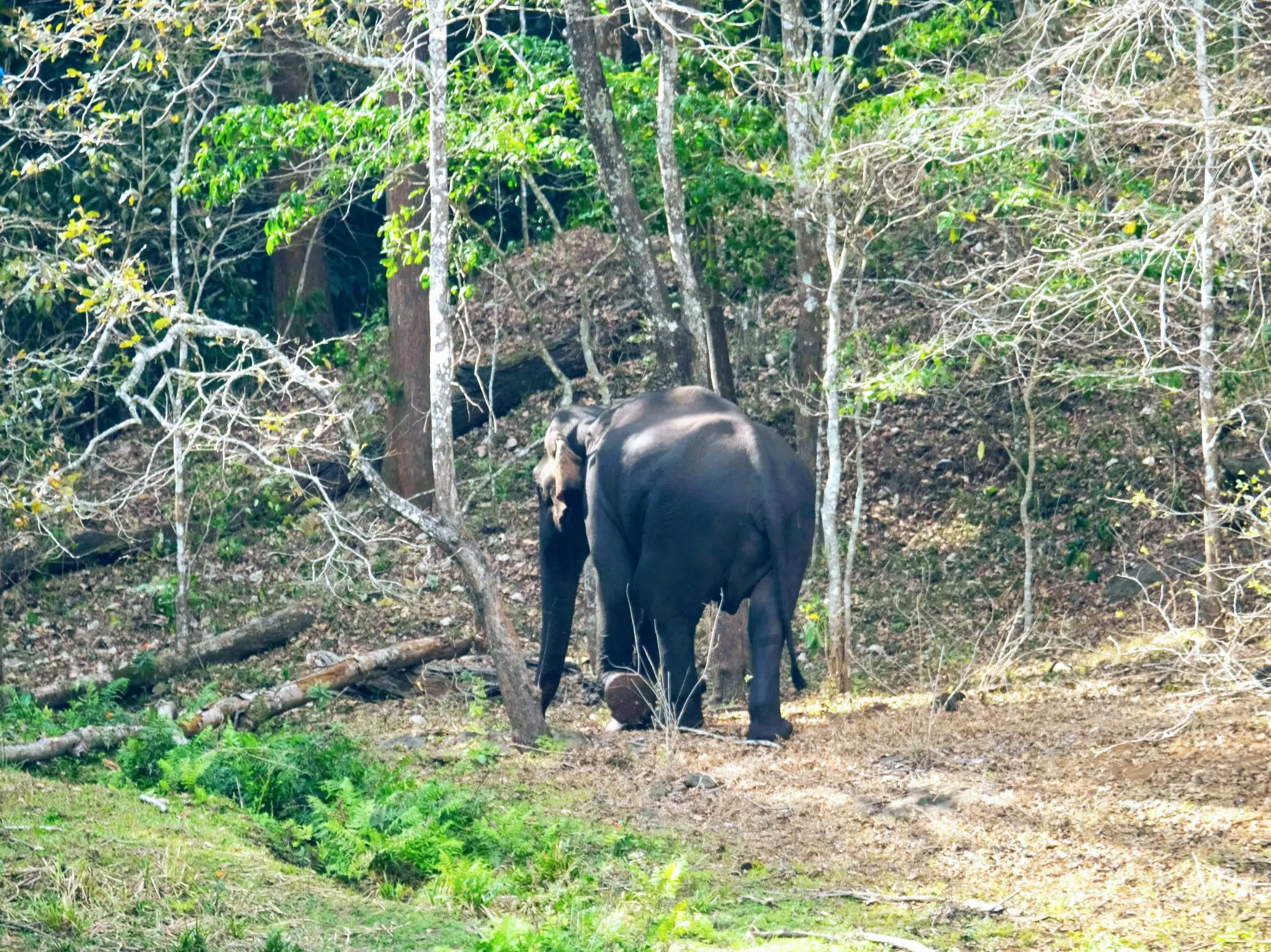 Elephant at Periyar National Park