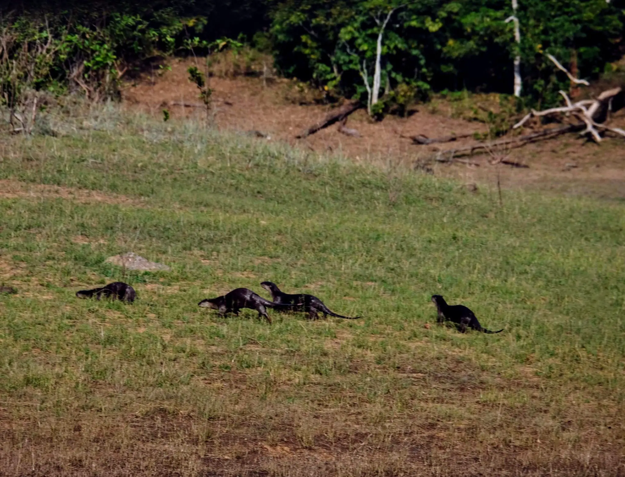 Asian short-clawed otters in Periyar National Park