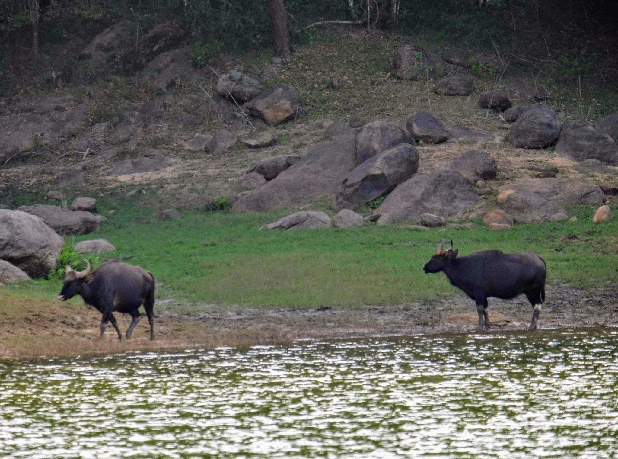 Gaur at Periyar National Park