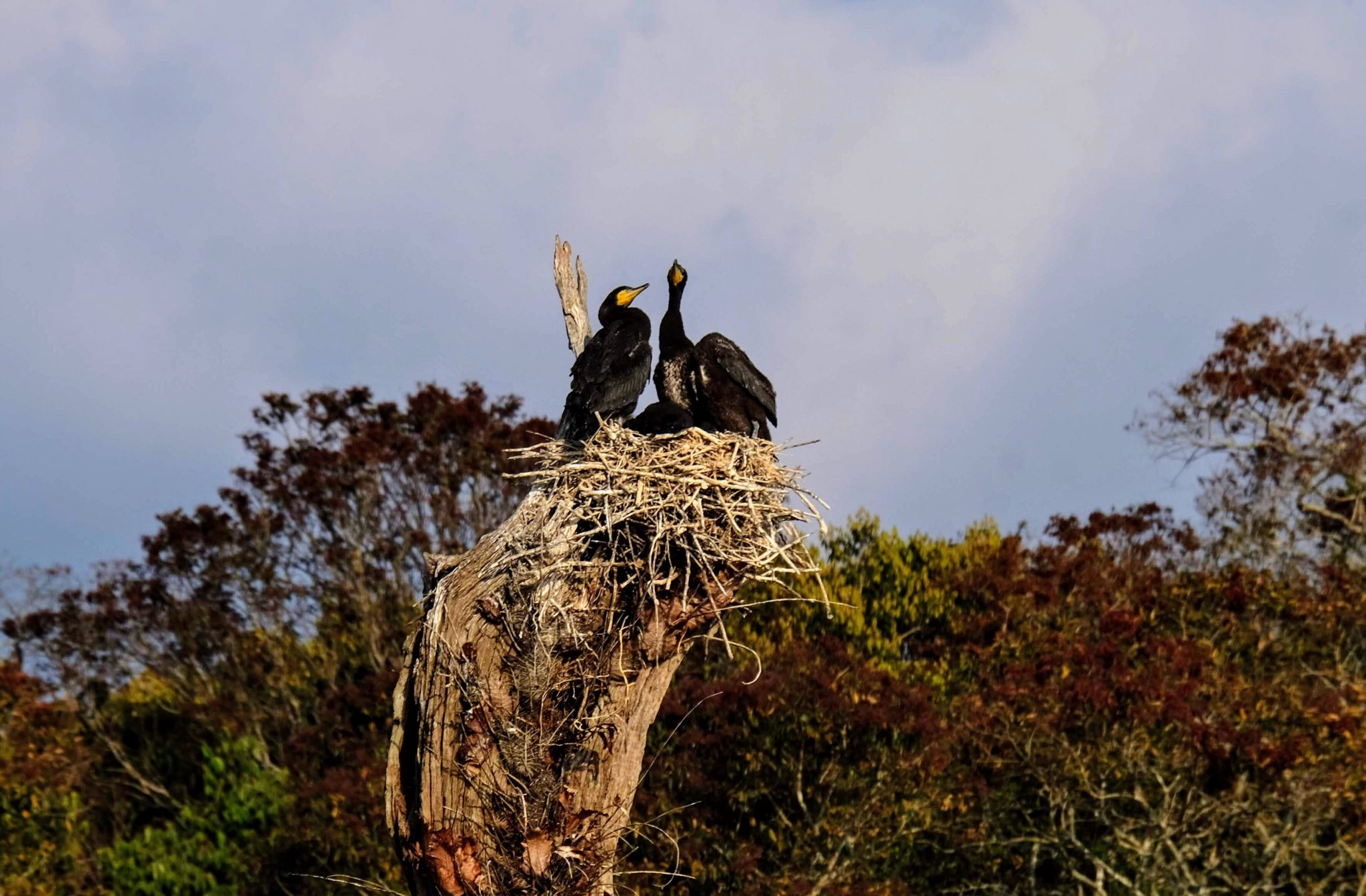 Cormorants at Periyar National Park