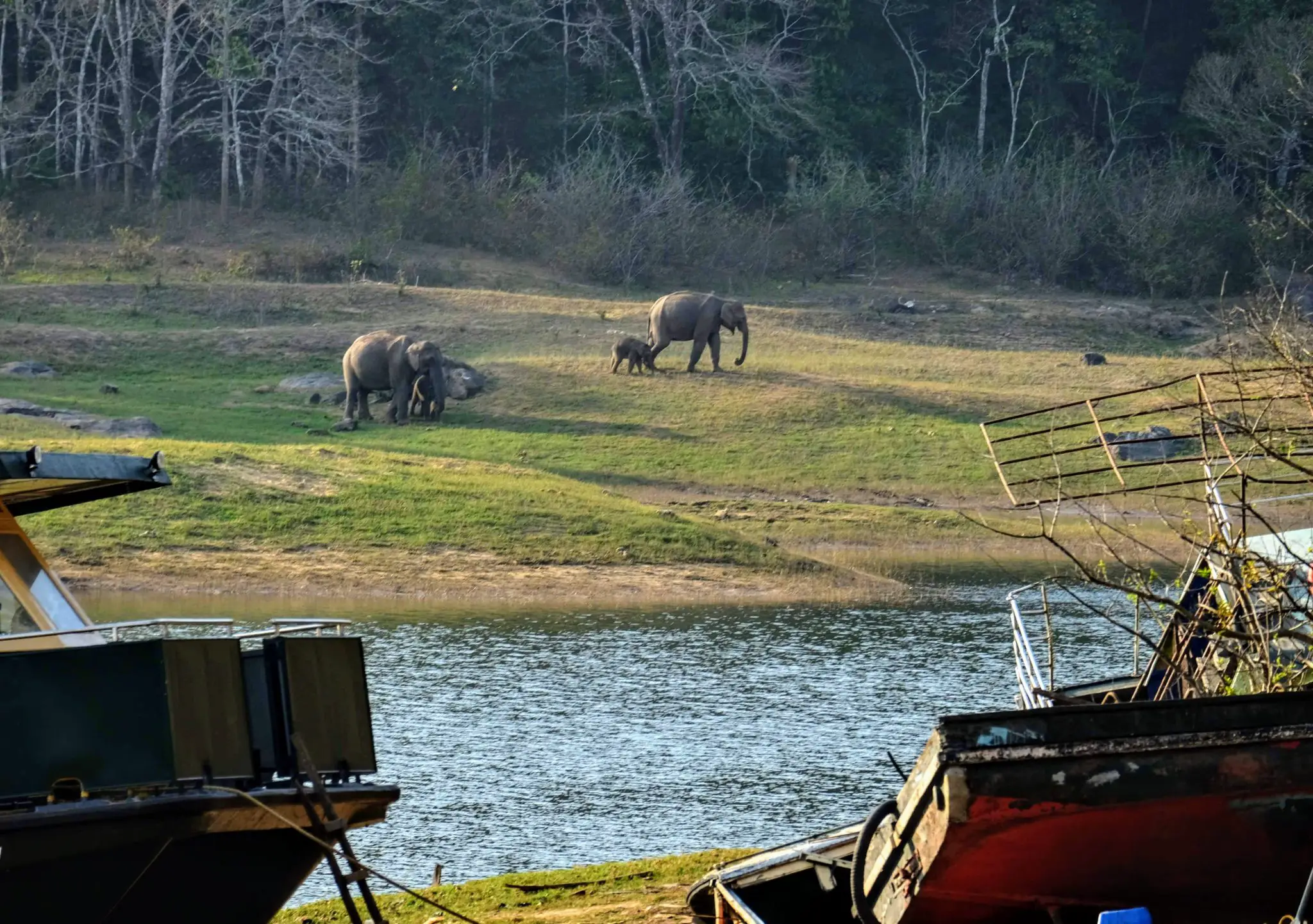 Elephants at the jetty at Periyar National Park, Thekkady 
