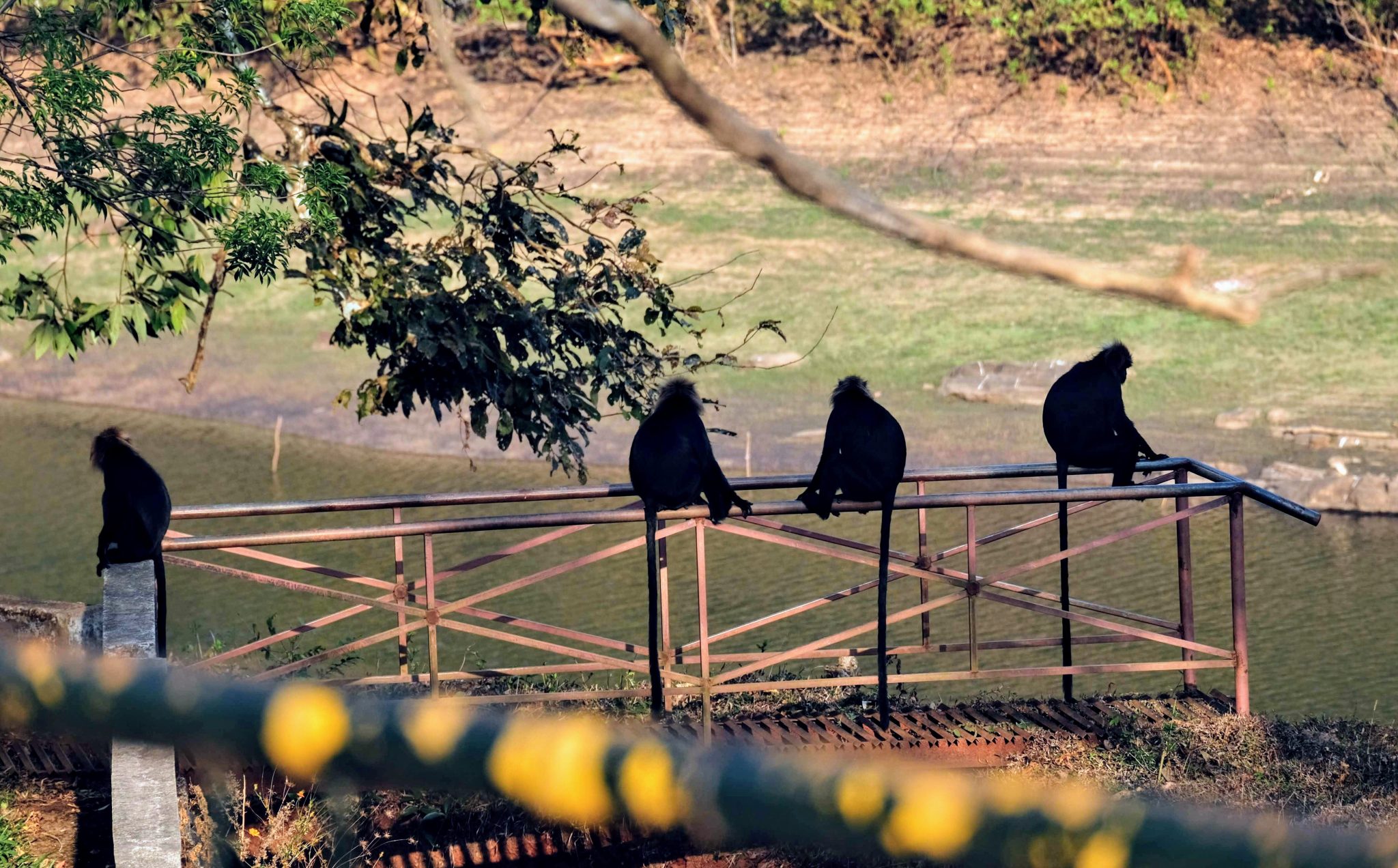 Nilgiri langurs, Periyar National Park