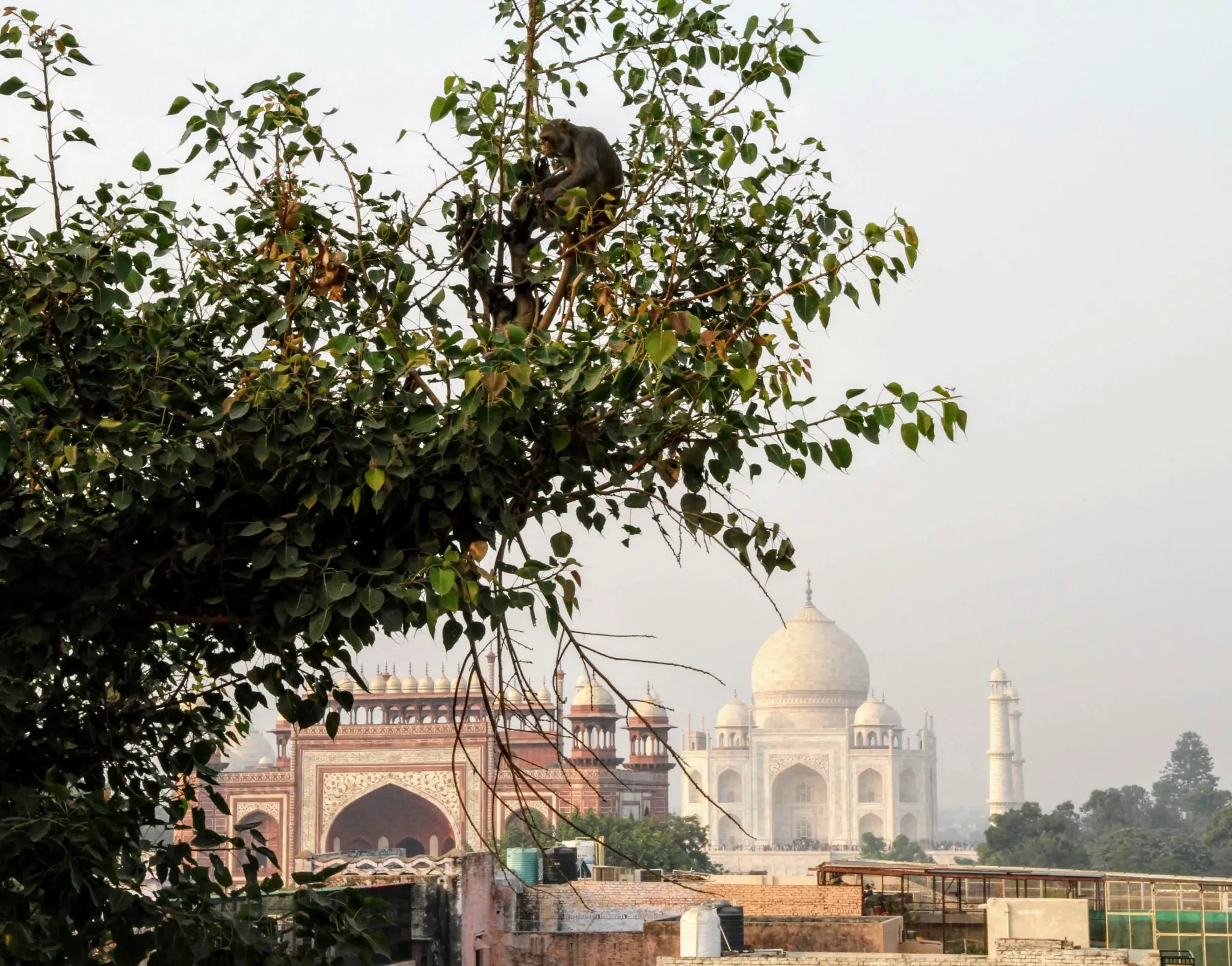 Macaques in front of the Taj Mahal