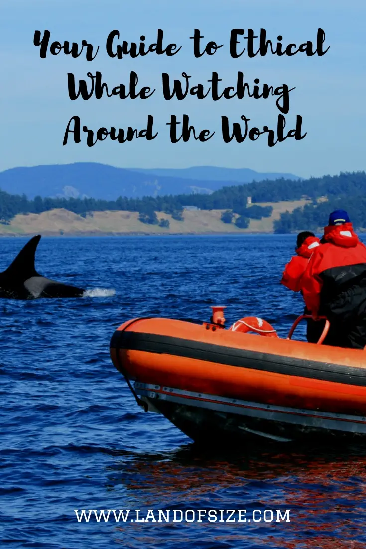 How to make sure that your whale watching tour is enjoyable and ethical