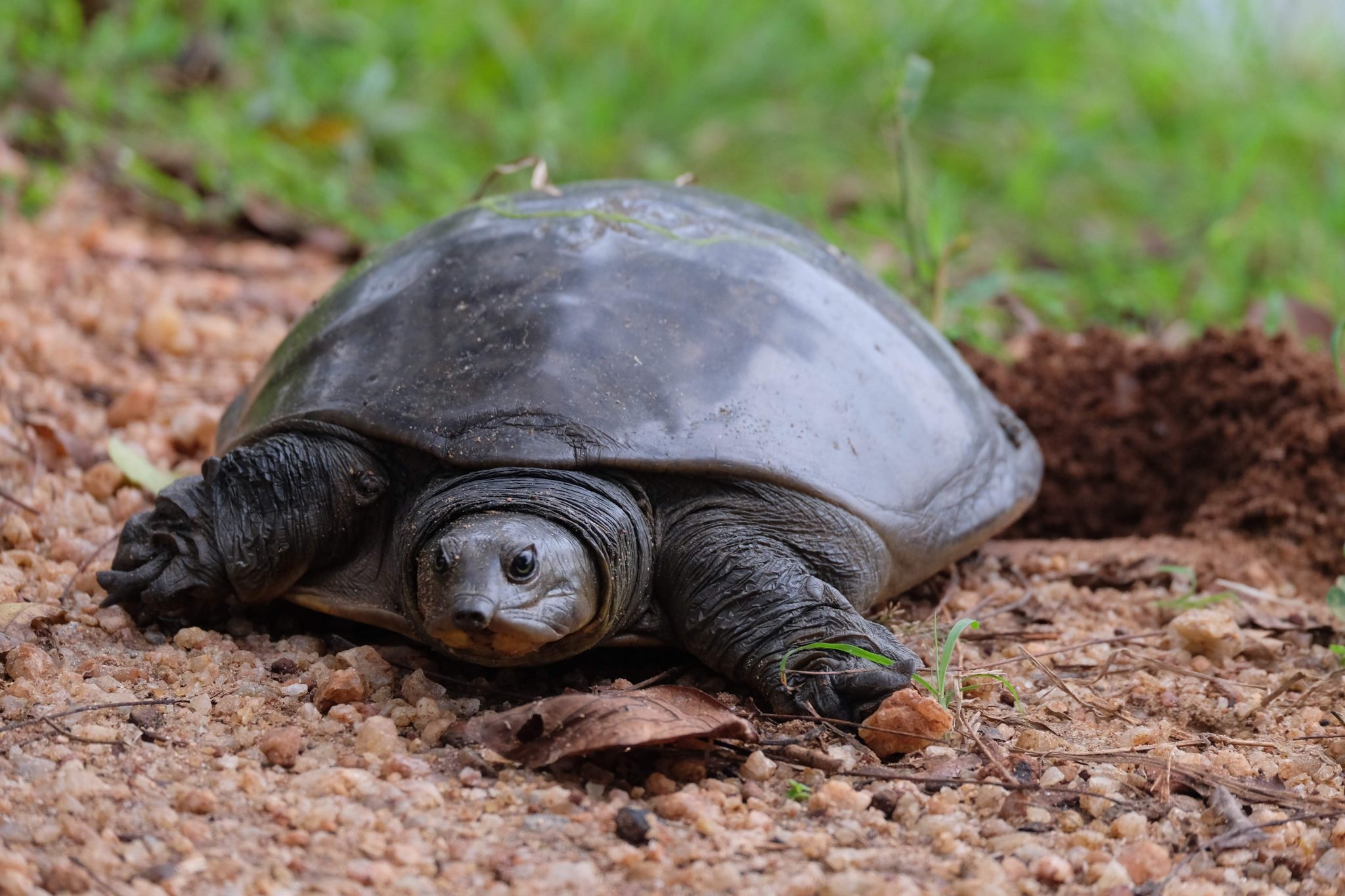 Turtle at Polonnaruwa ruins, Sri Lanka