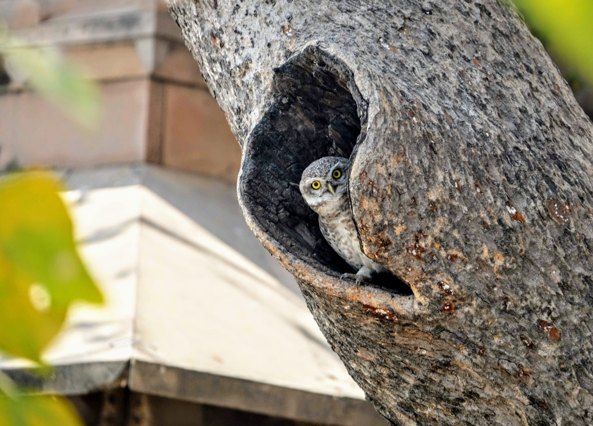 Little owl in Varanasi