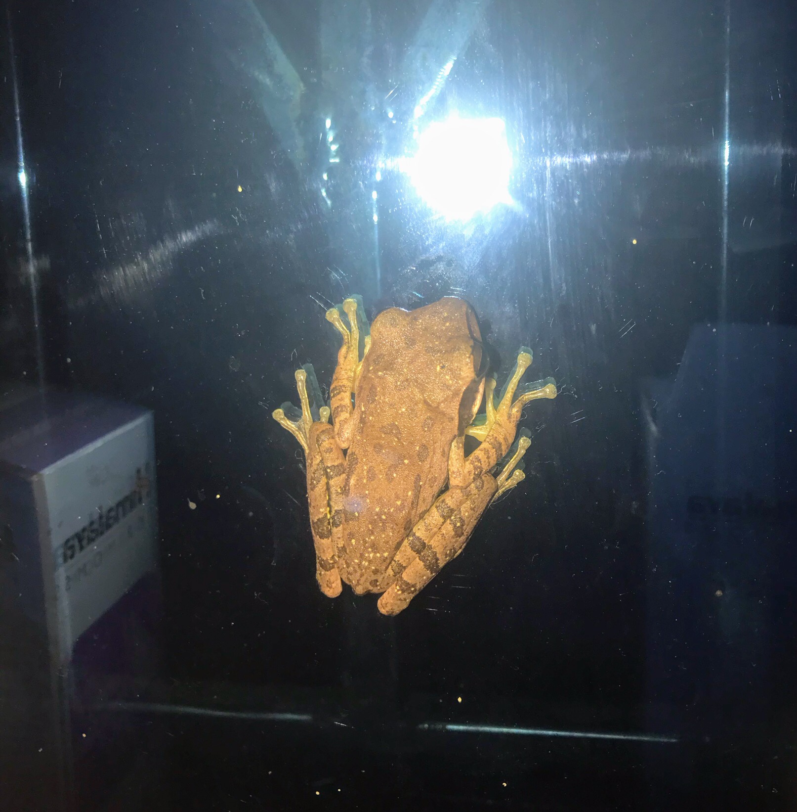 Tree frog in Hari Om Hotel, Gokarna