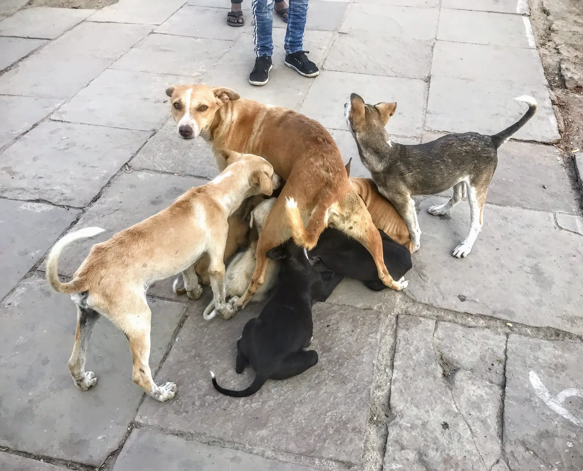 Stray dog feeding different ages of puppies, Varanasi 