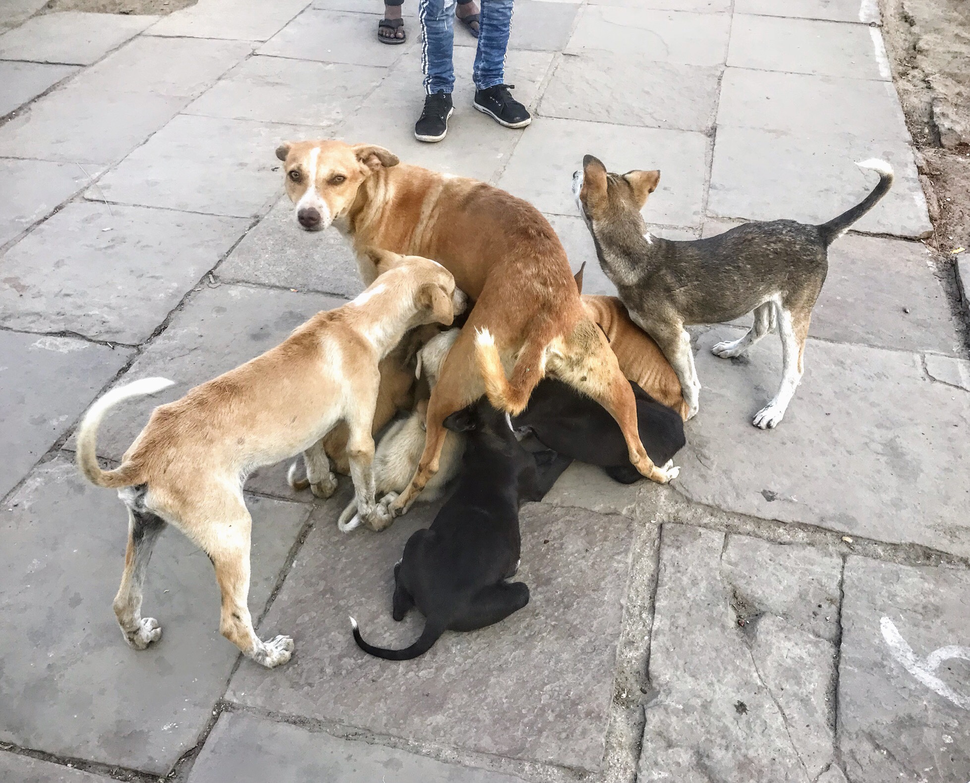 Stray dog feeding different ages of puppies, Varanasi 