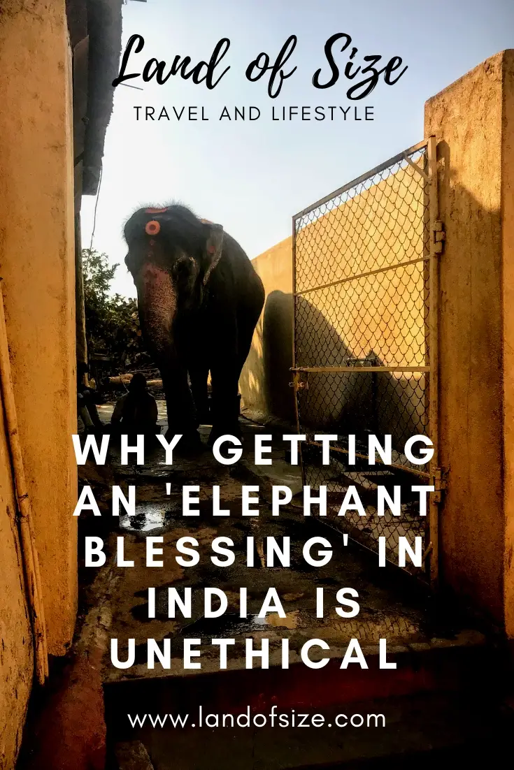 Why getting an 'elephant blessing' in India is unethical