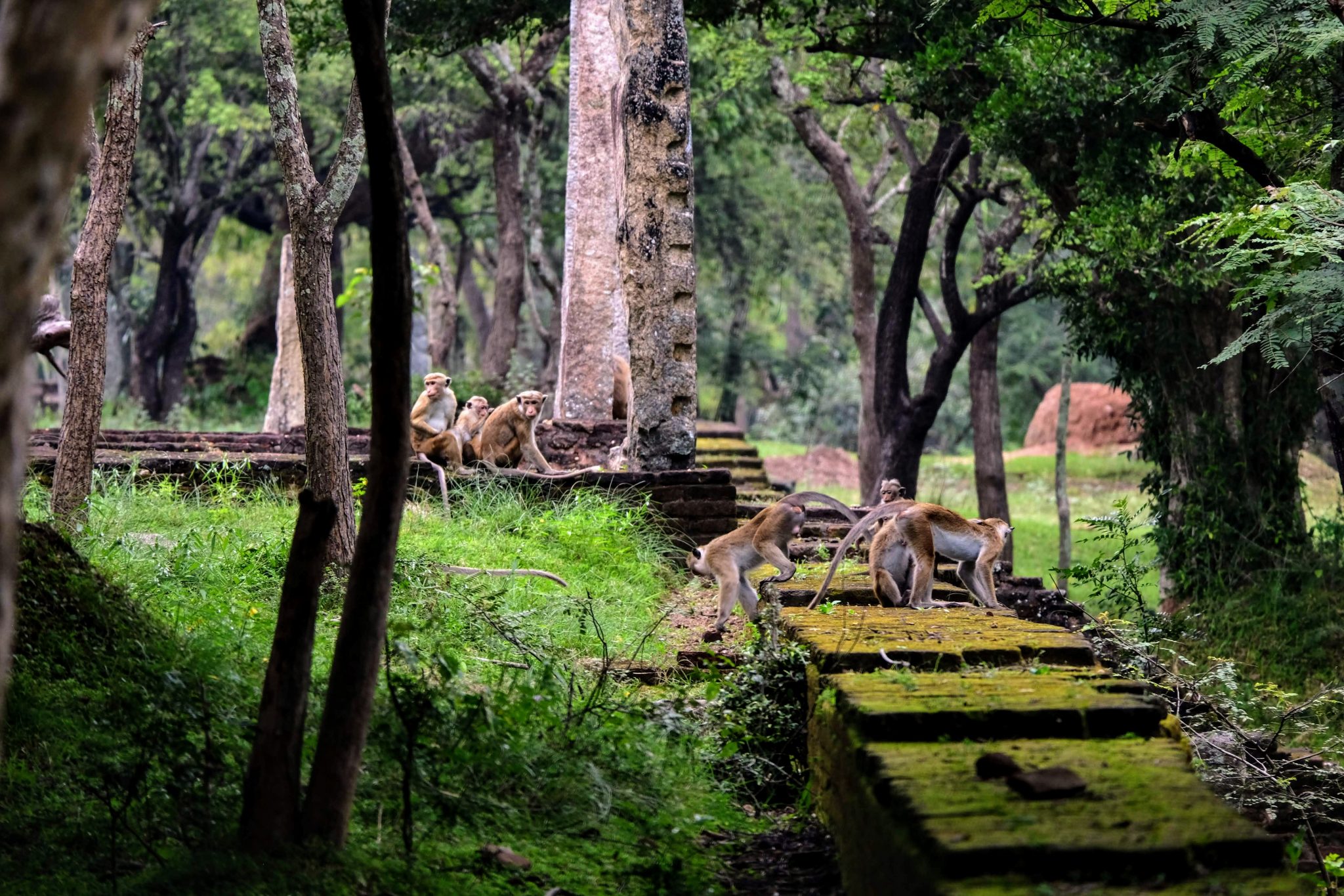 Toque macaques at Polonnaruwa, Sri Lanka