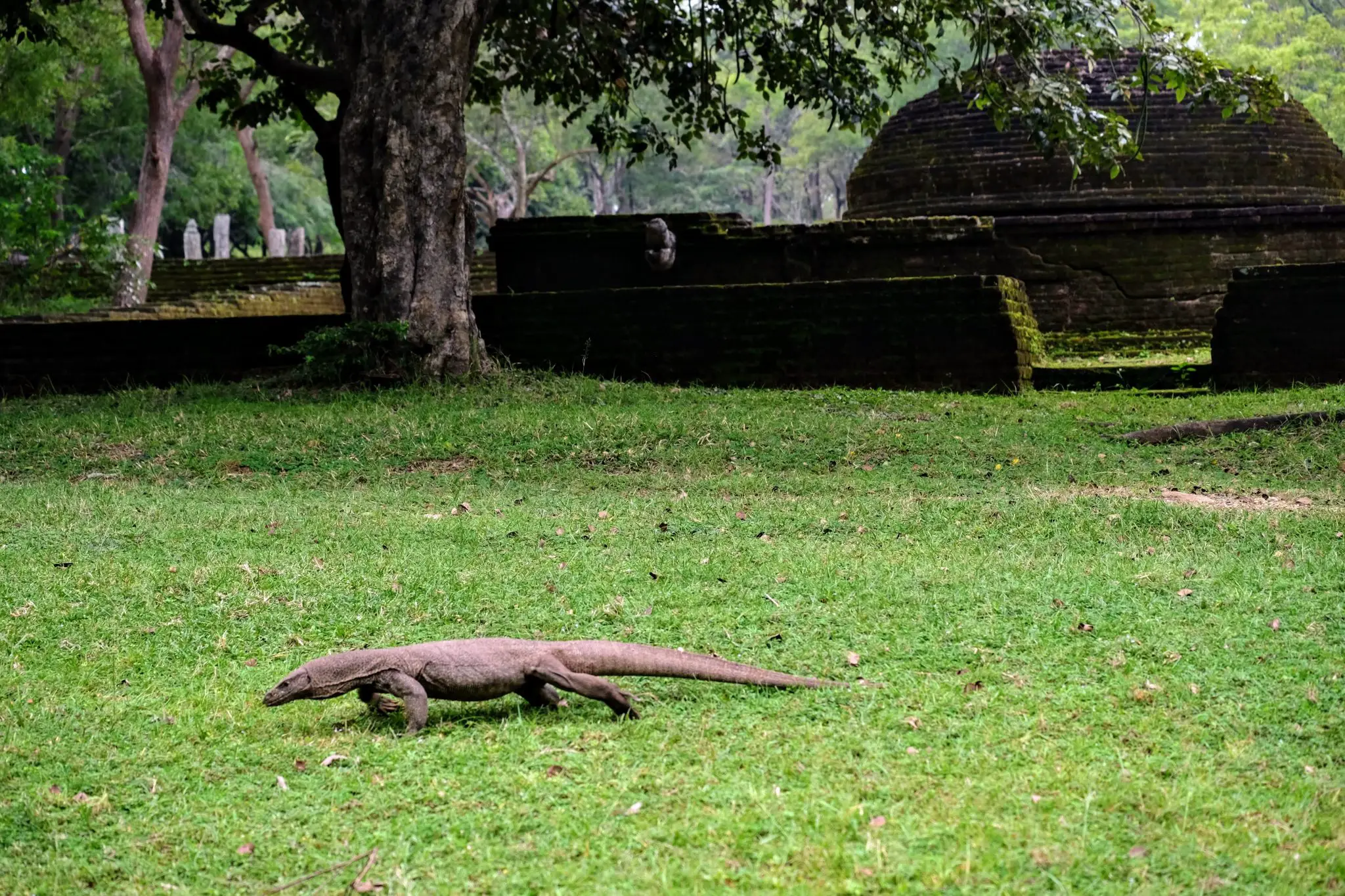 Land monitor lizard at Polonnaruwa, Sri Lanka