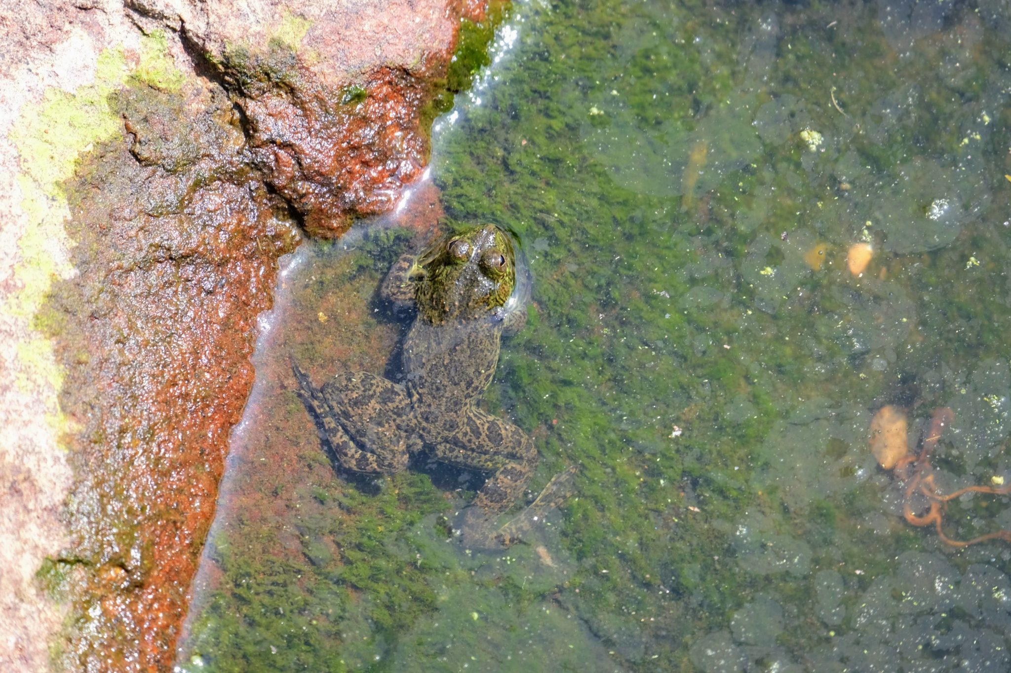 Frog in a pool at Mihintale, Sri Lanka