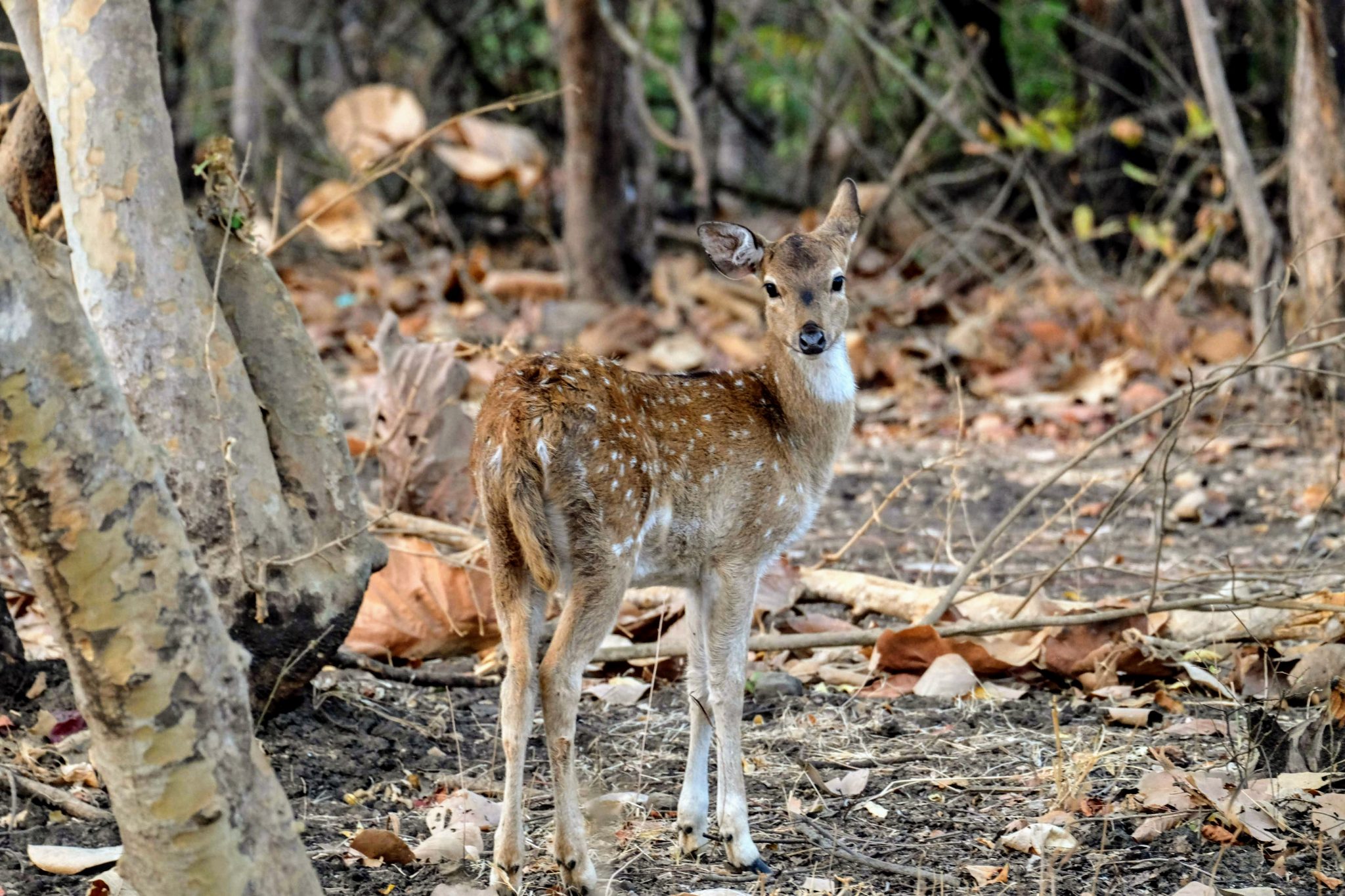 Baby spotted deer, Gir National Park, Gujarat