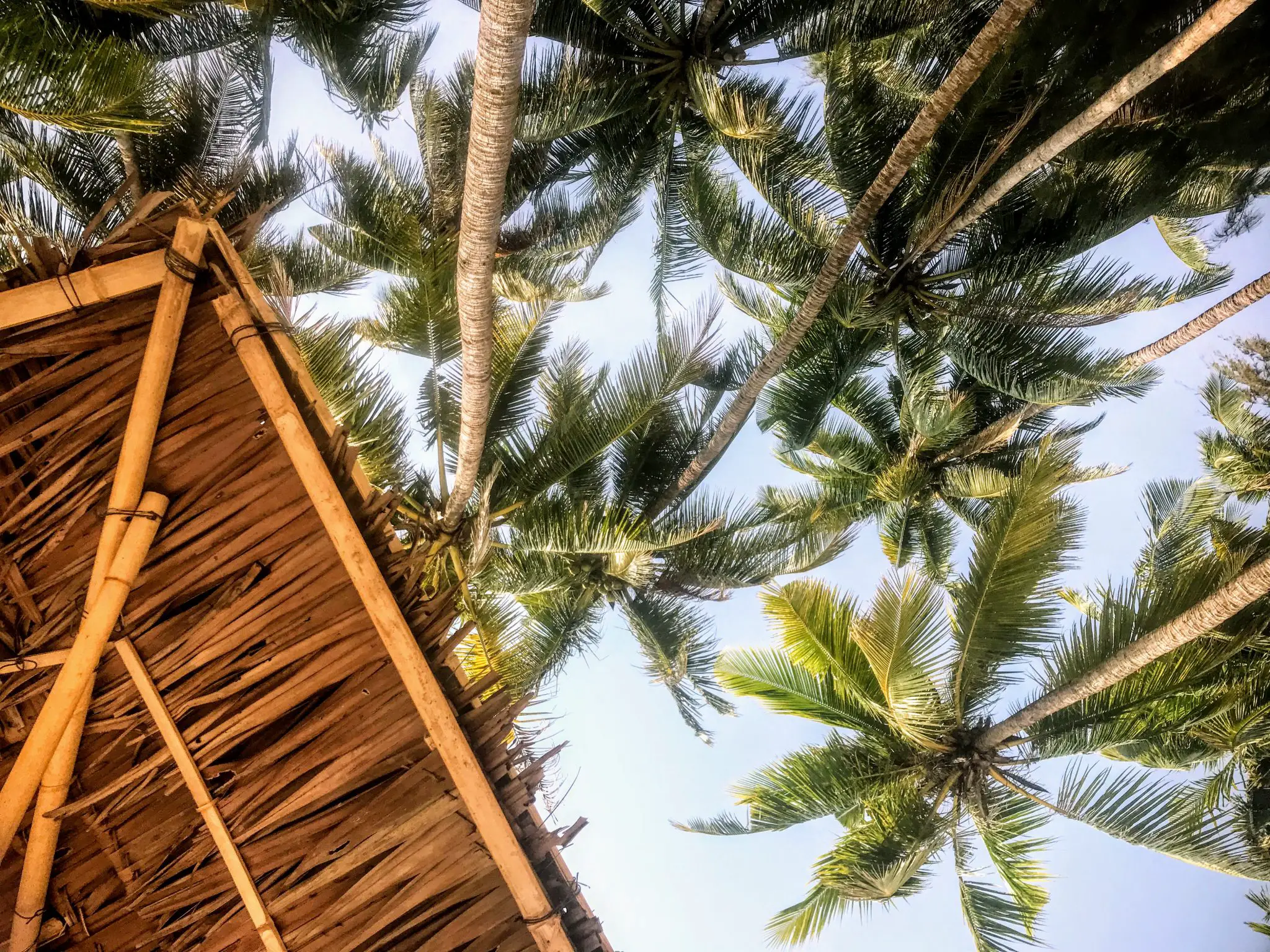 Palm trees at Ngapali Beach, Myanmar