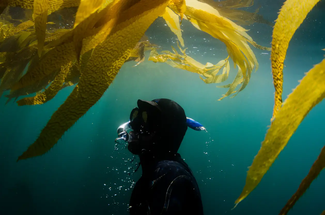 Diver underwater surfacing towards seaweed