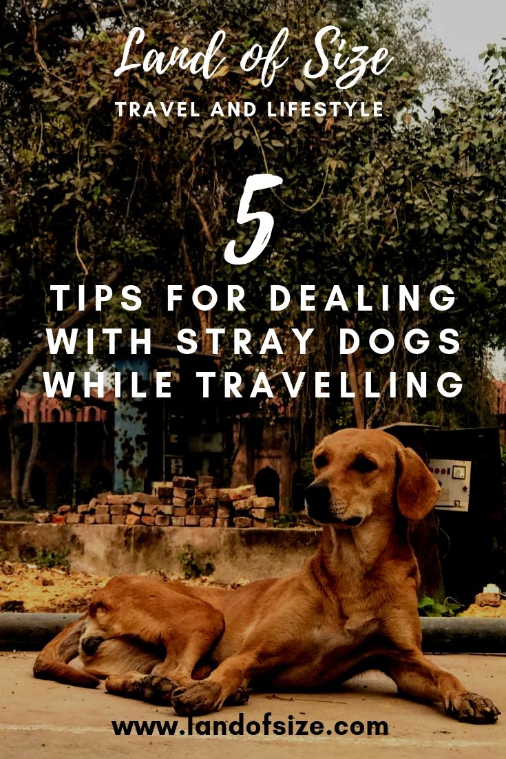 5 tips for dealing with stray dogs while travelling