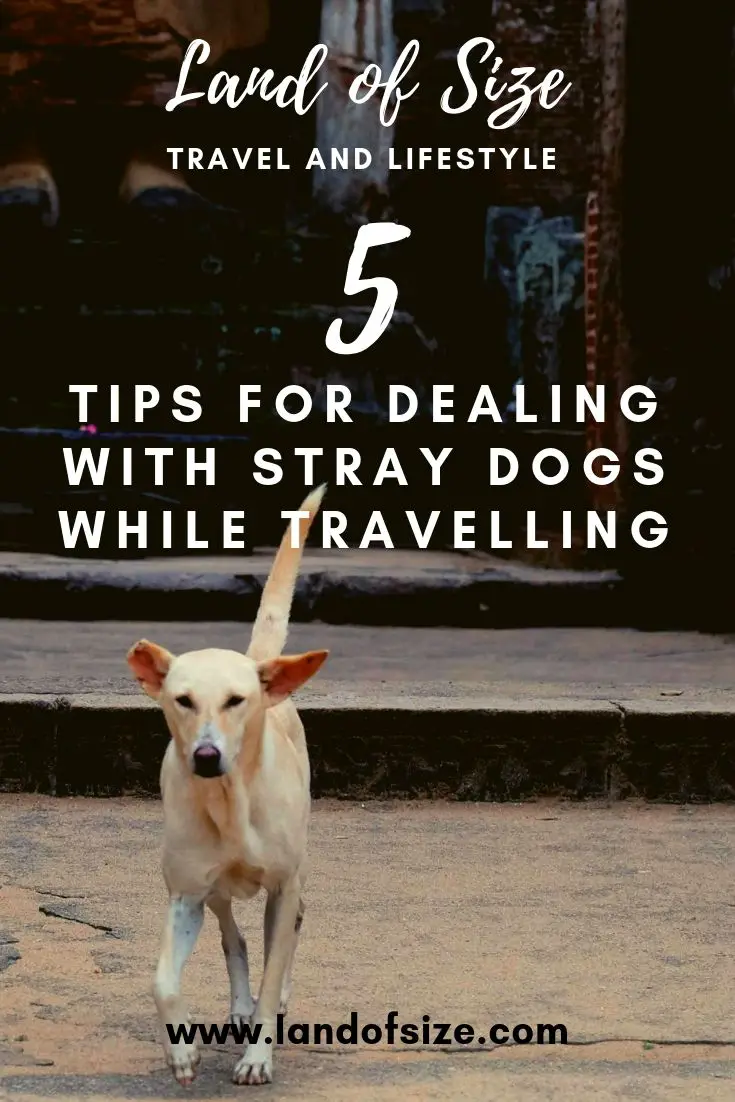 5 tips for dealing with stray dogs while travelling