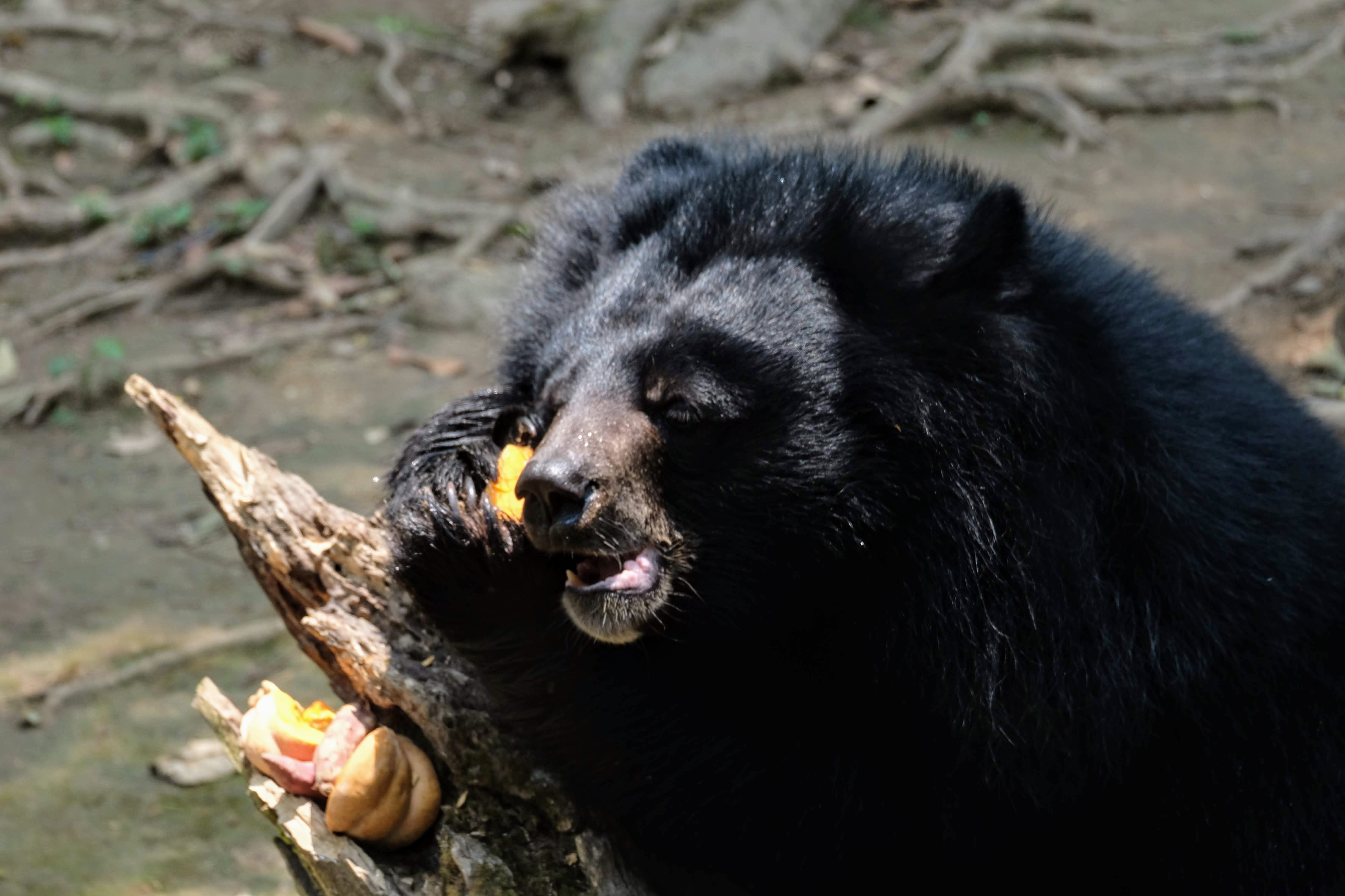 Bear sanctuary, Luang Prabang, Laos