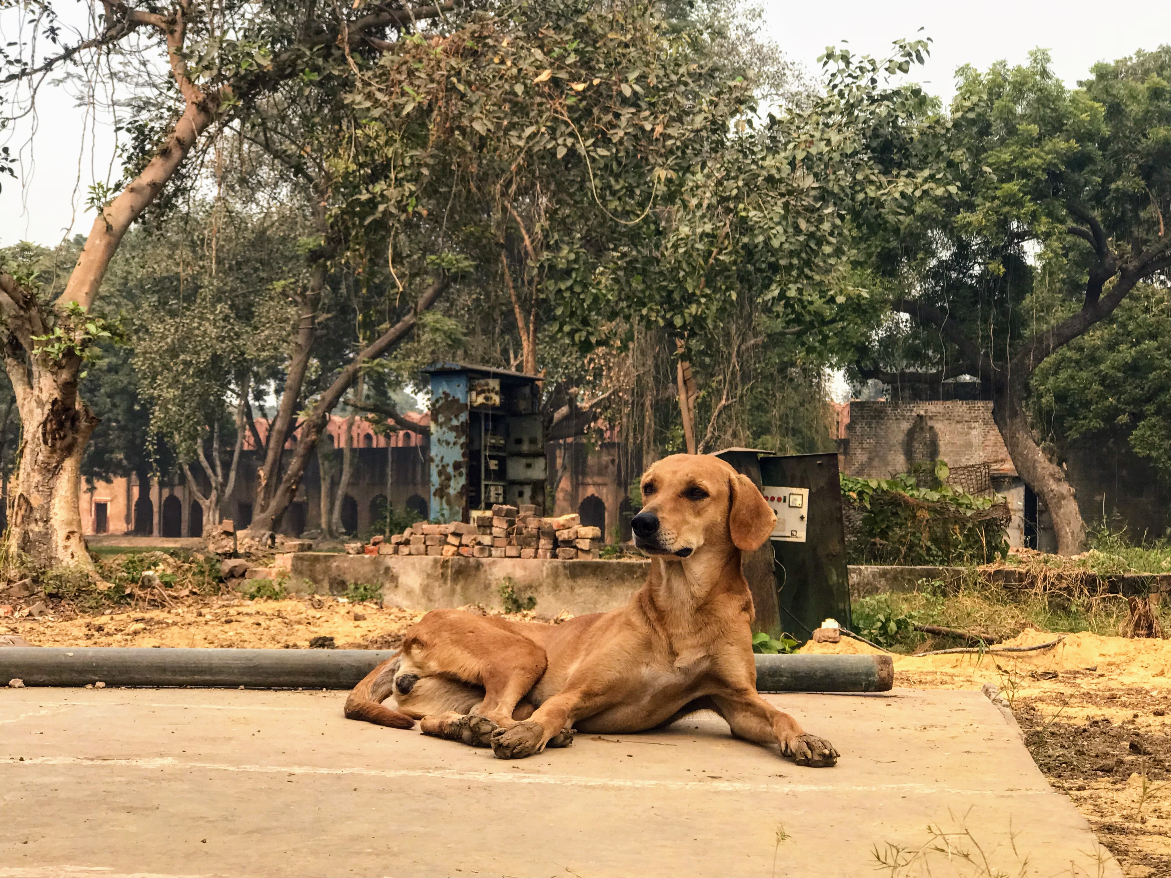 Stray dog at the Red Fort, Delhi, North India
