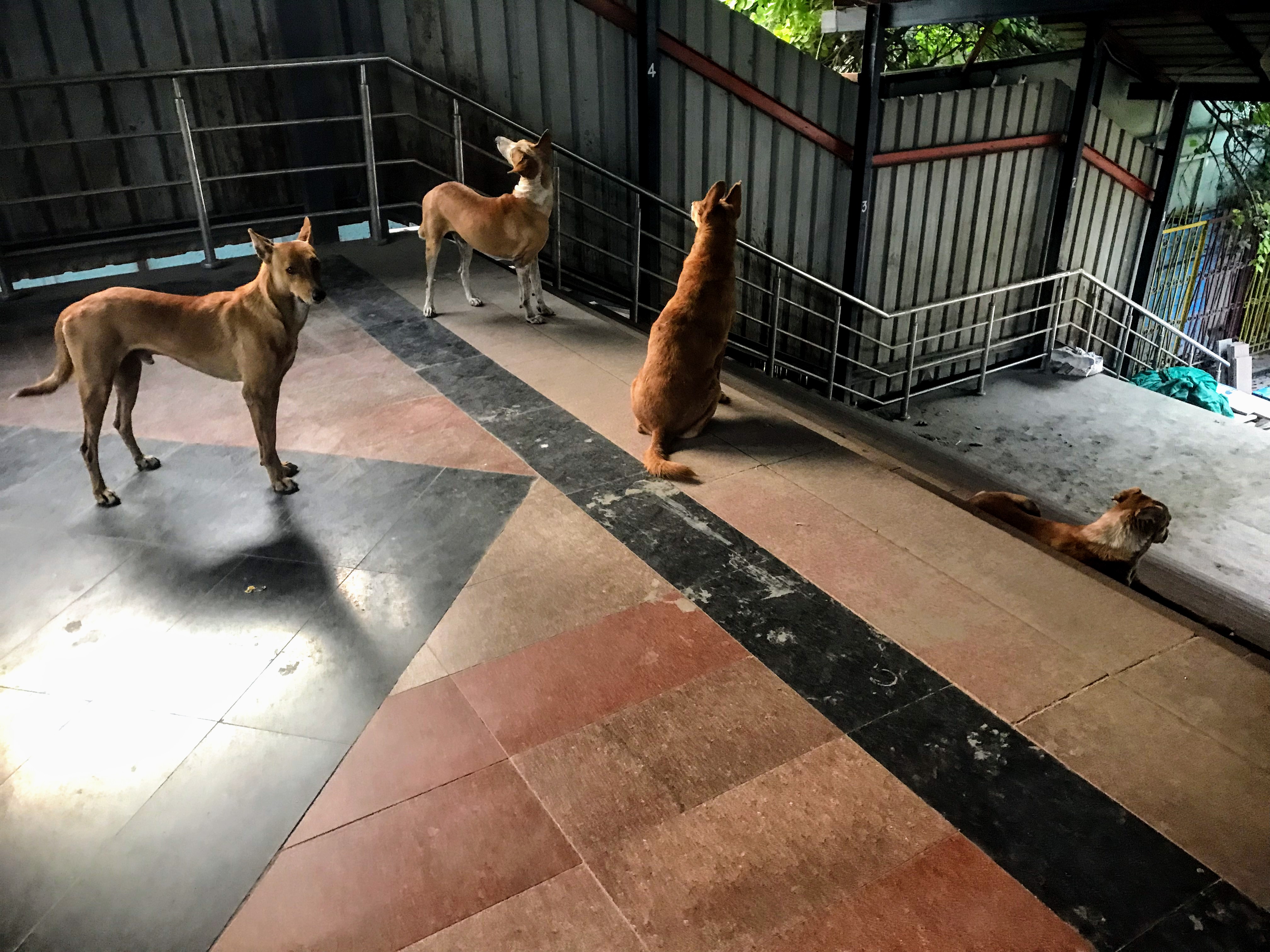 Stray dogs in Delhi Train Station, North India