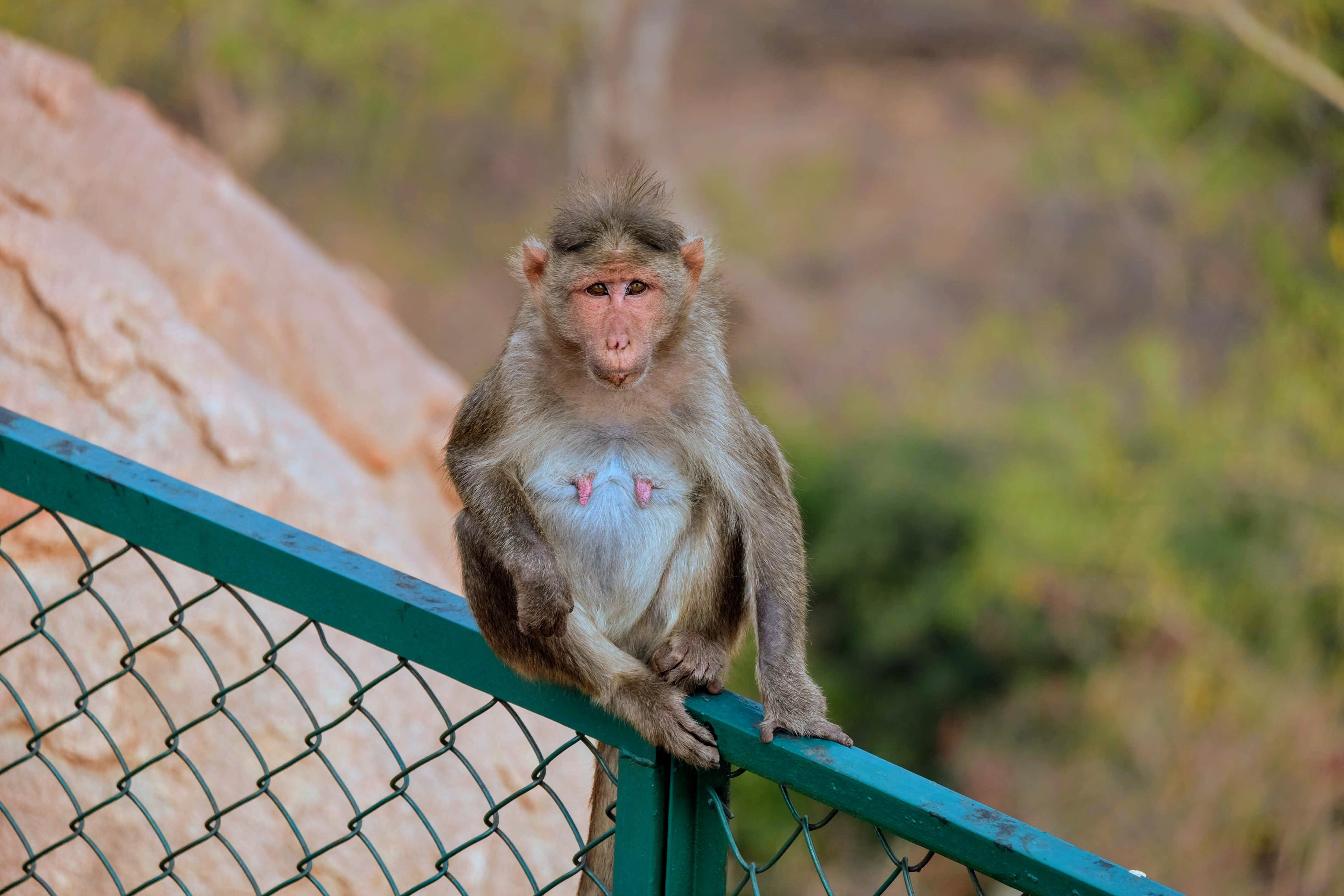 Bonnet macaque, Hampi, South India