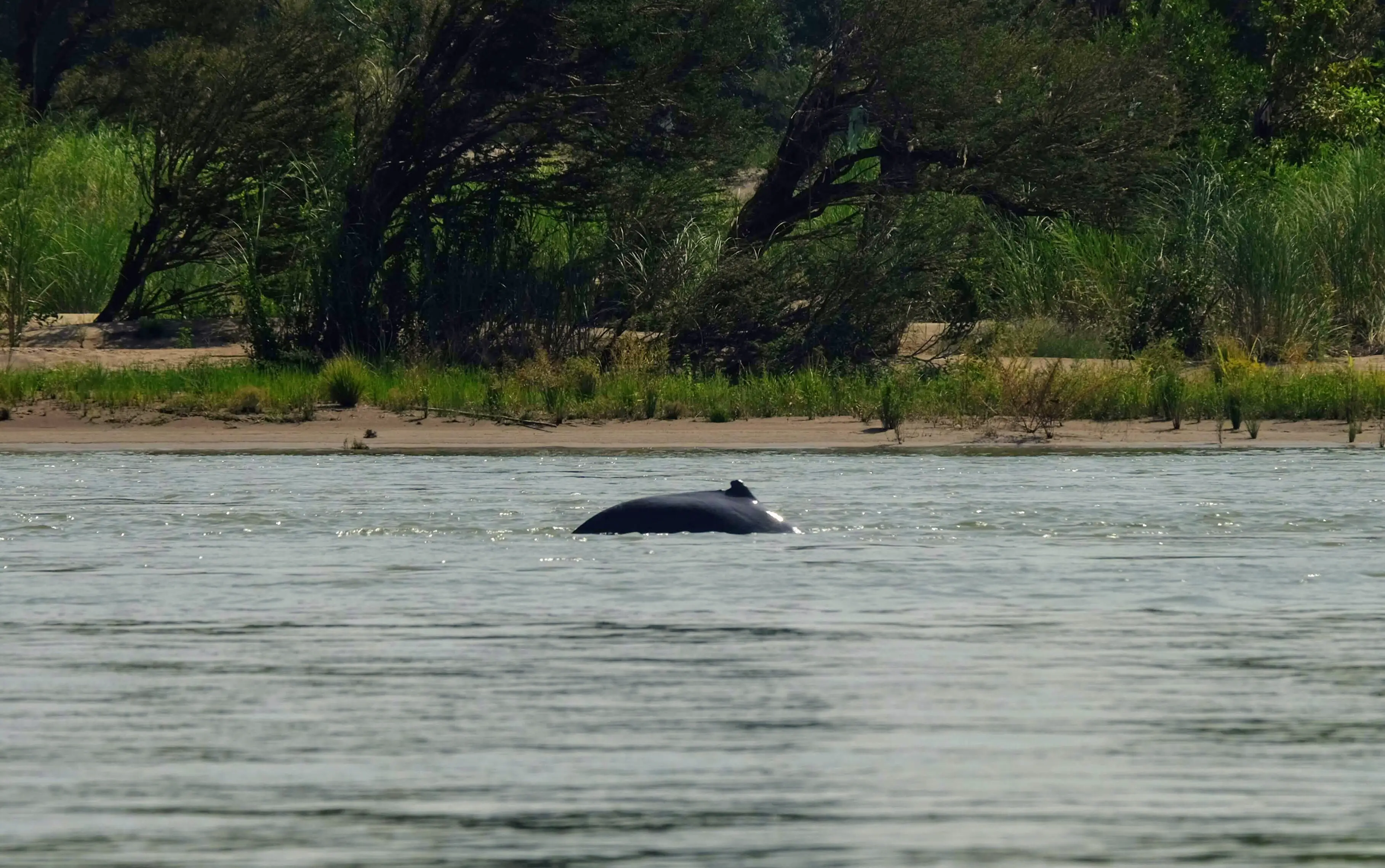Irrawaddy dolphins, Laos, Southeast Asia