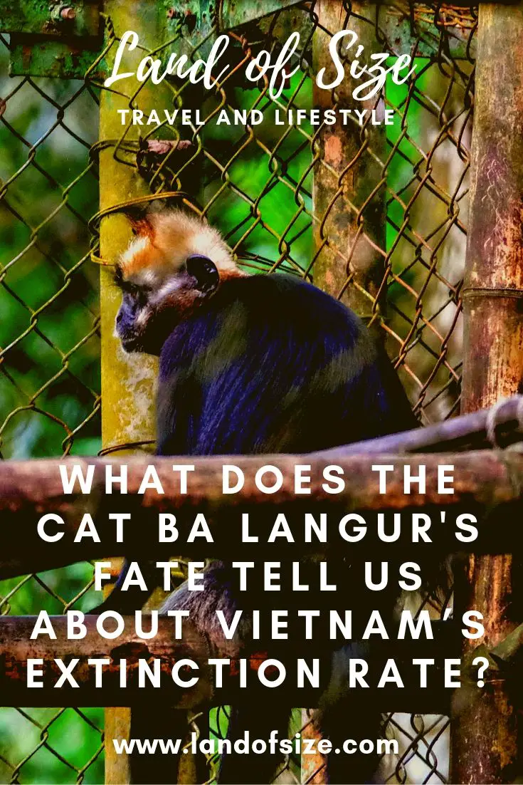 What does the Cat Ba langur's fate tell us about Vietnam’s extinction rate?