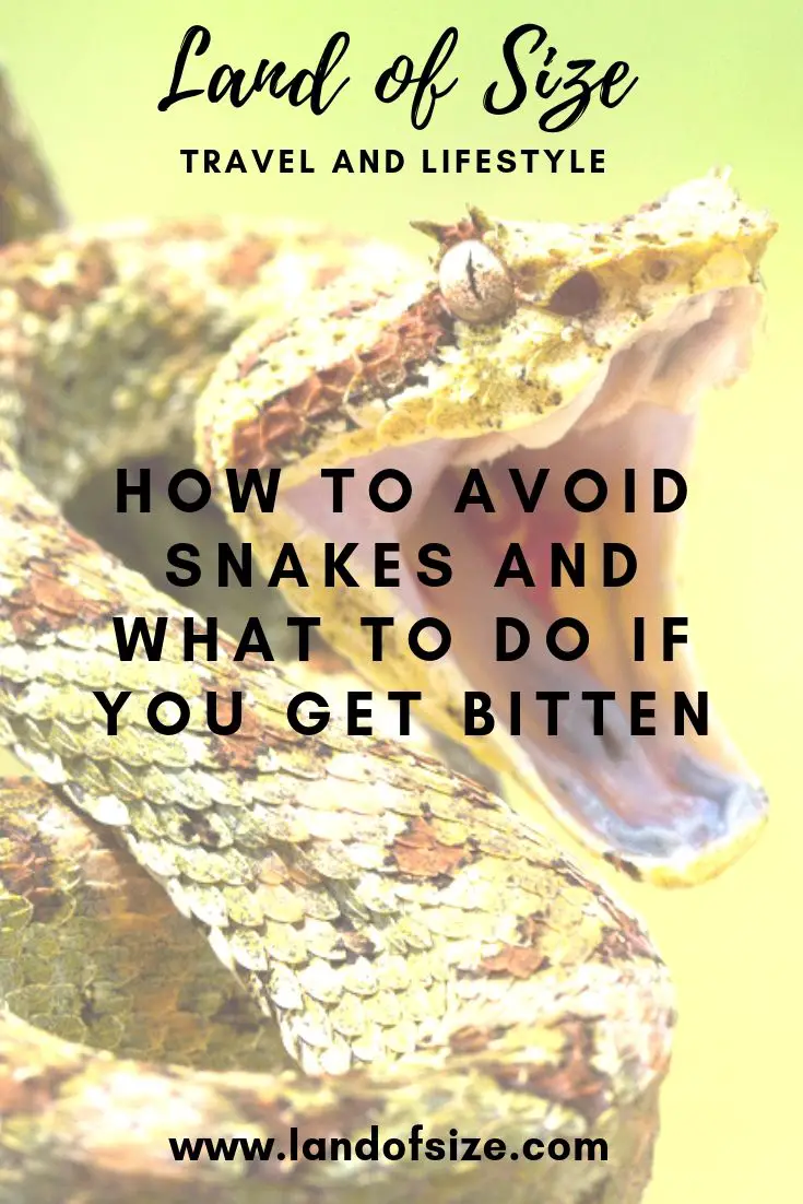 How to avoid snakes and what to do if you get bitten