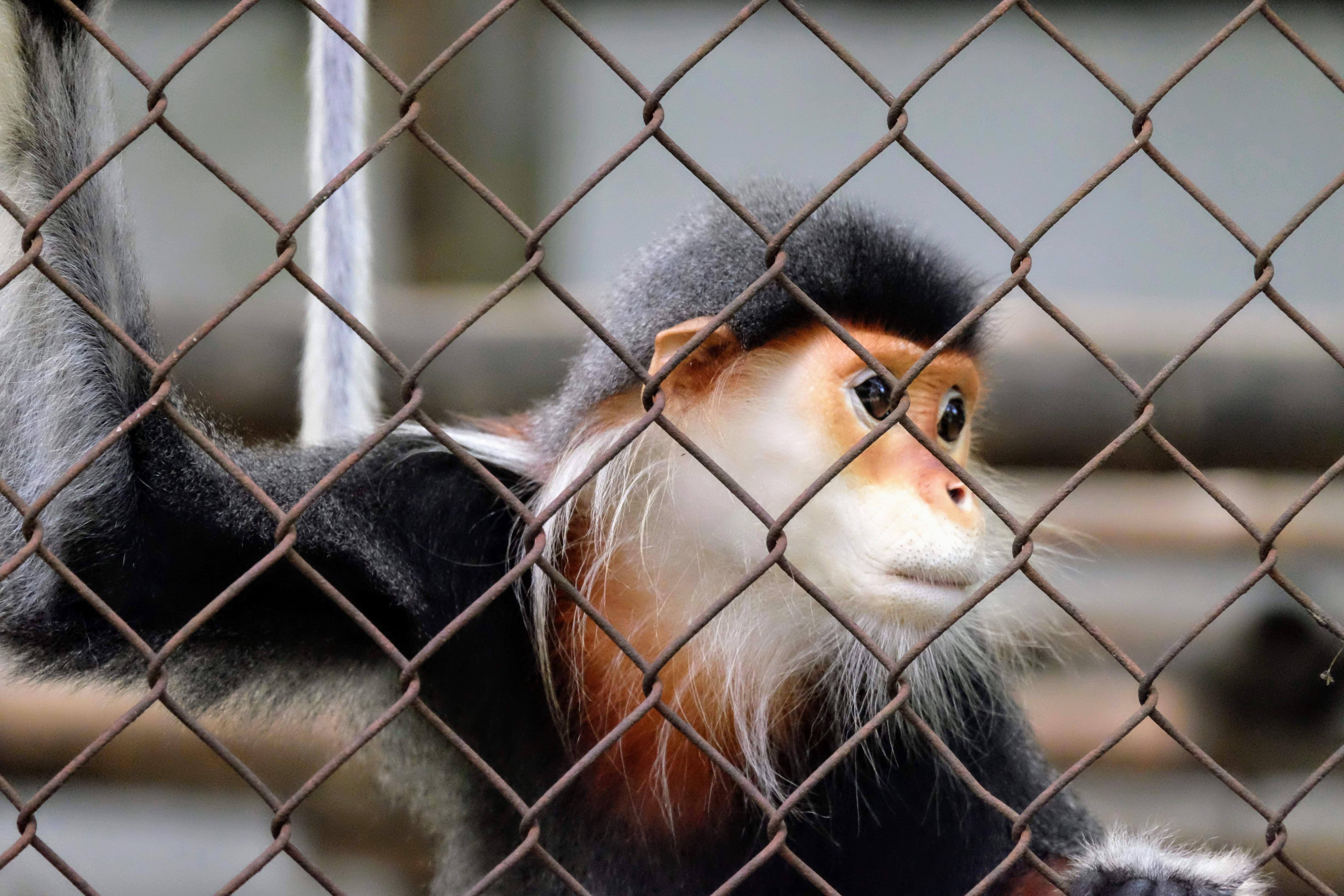 Grey-shanked douc in a rescue centre, Vietnam