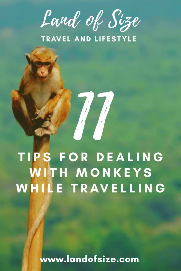 11 top tips for dealing with monkeys while travelling in Asia and beyond 