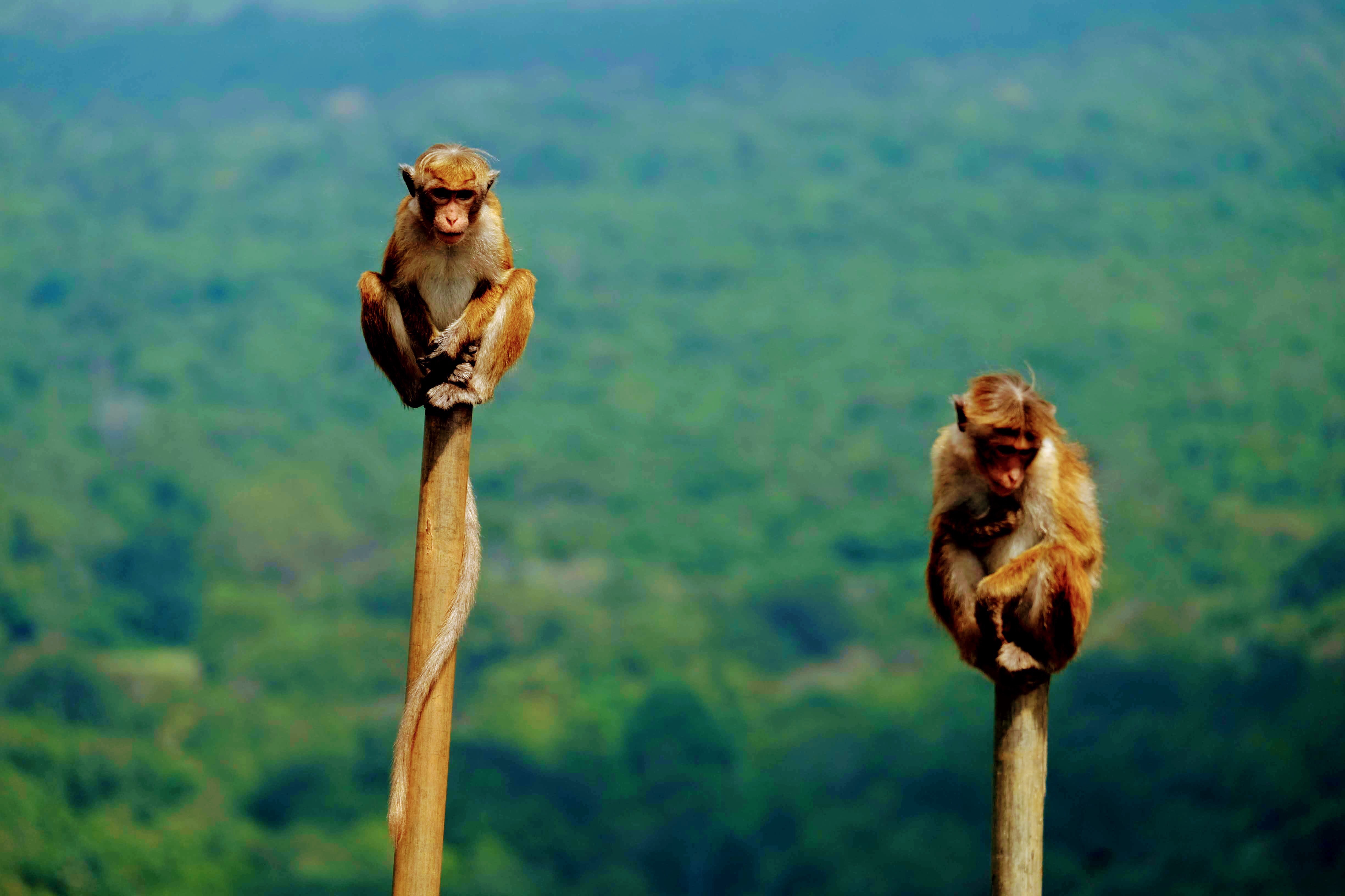 Bonnet macaques in Sigiriya, Sri Lanka