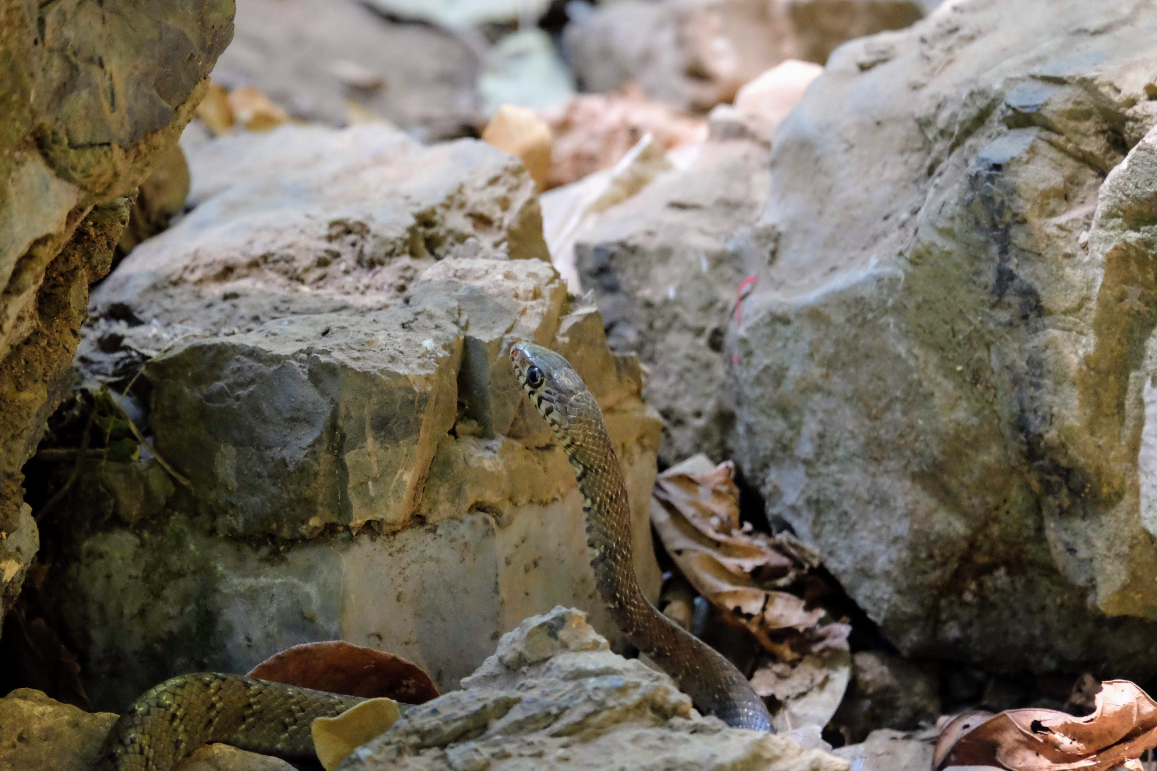 Snake in Hpa-an, Myanmar 