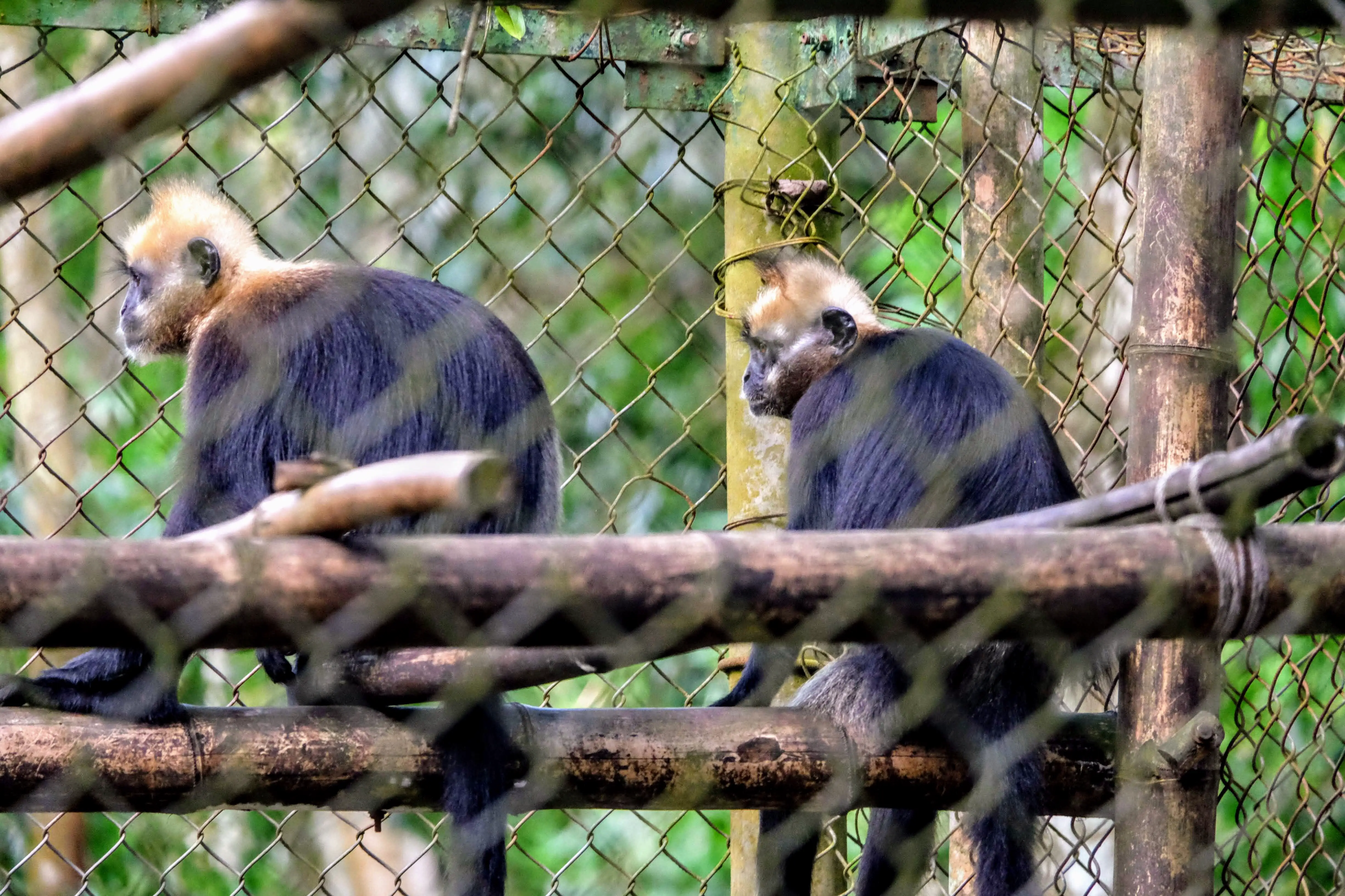 Cat Ba langurs in a primate rescue centre, Vietnam