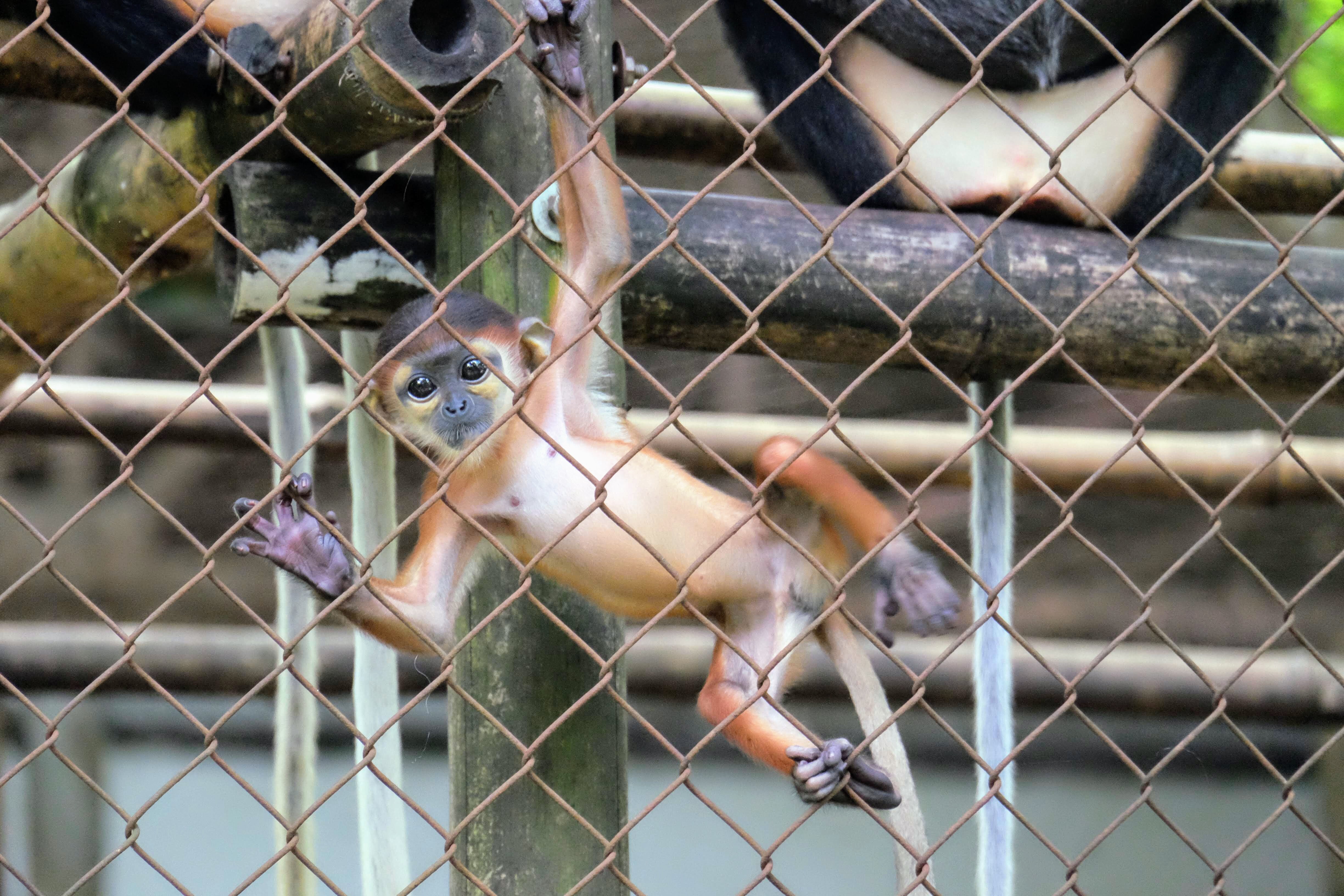 Red-shanked douc langur baby, EPRC, Vietnam 