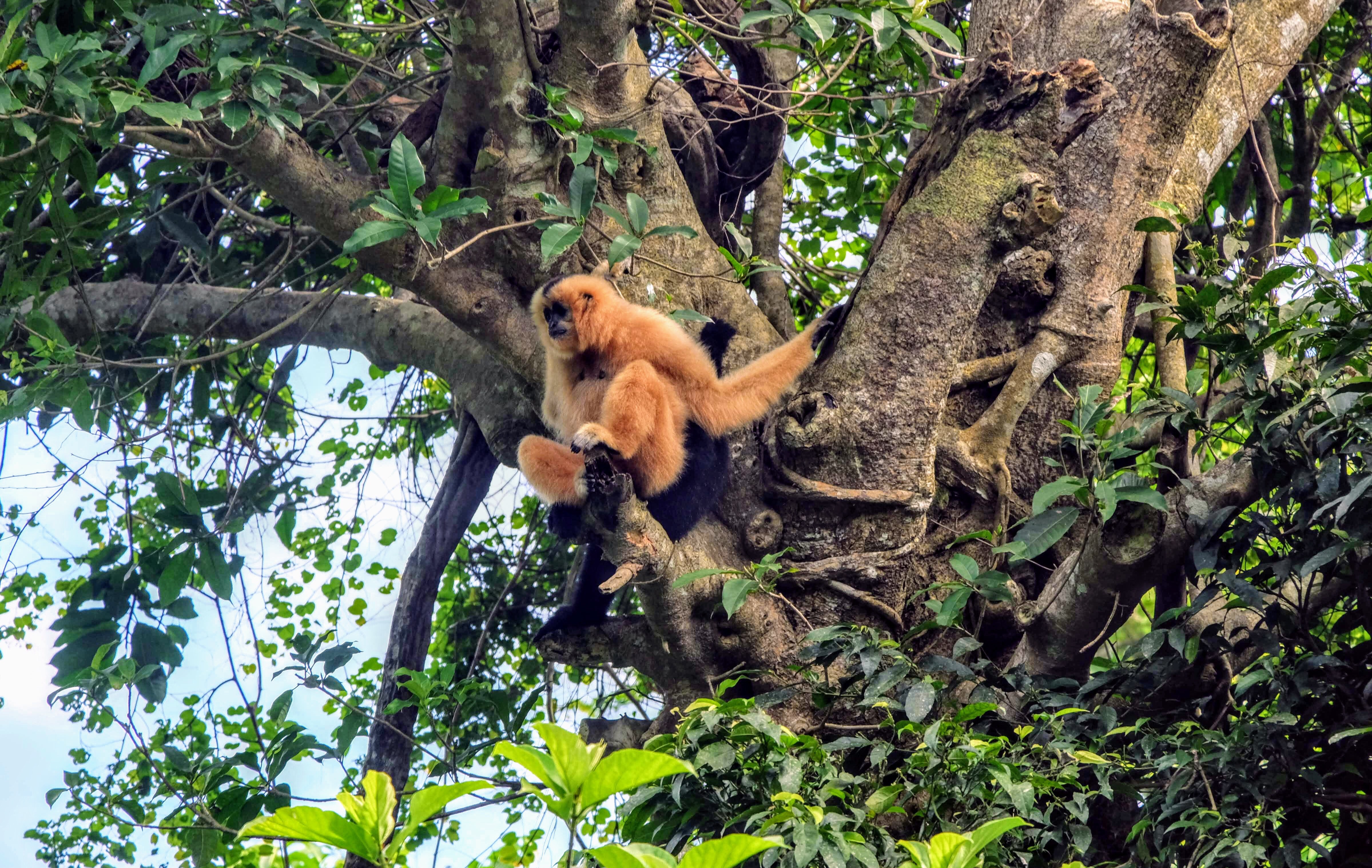 Southern white-cheeked gibbon, Cuc Phuong National Park, Vietnam