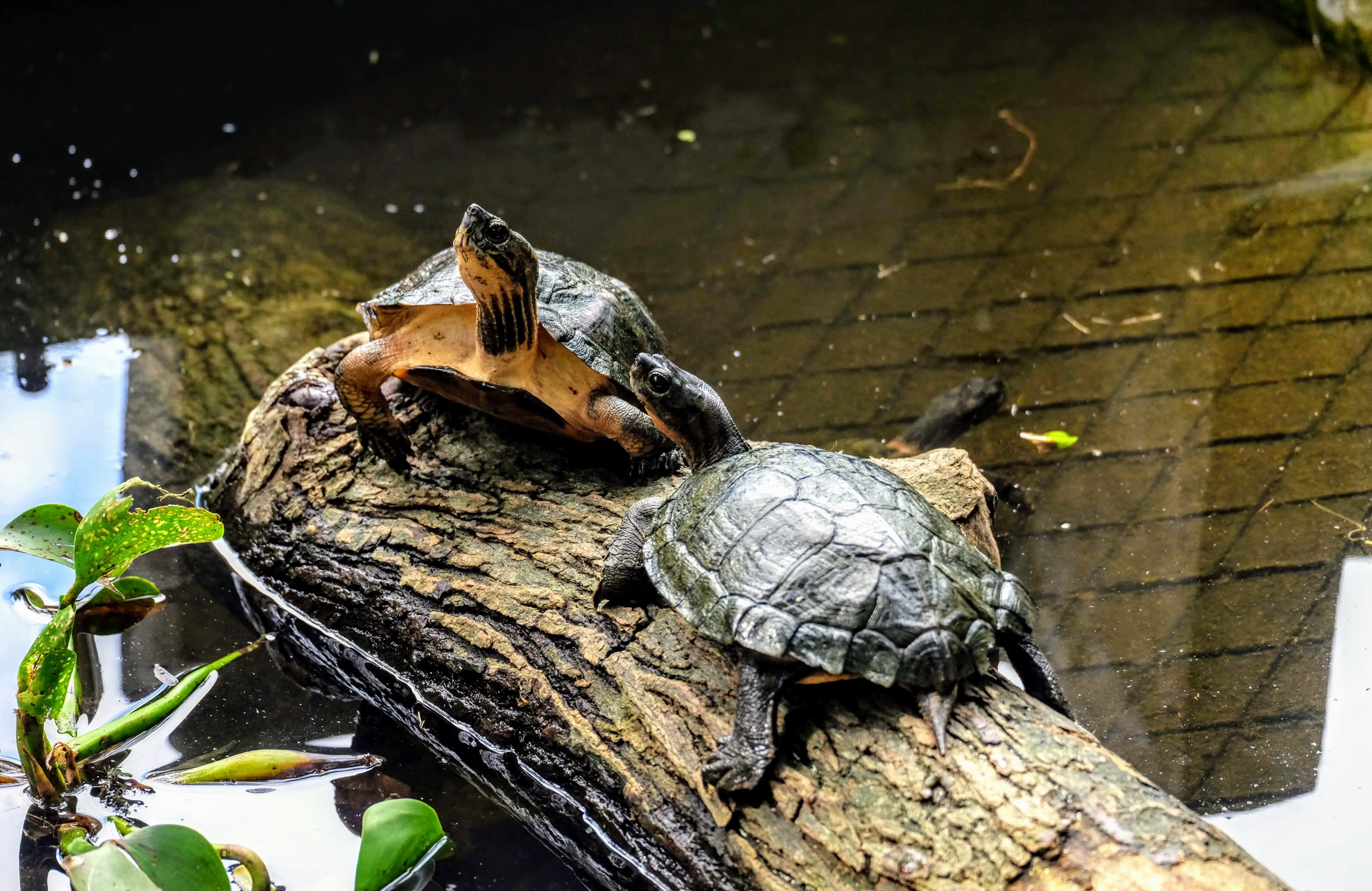 Turtle Conservation Centre, Cuc Phuong National Park, Vietnam