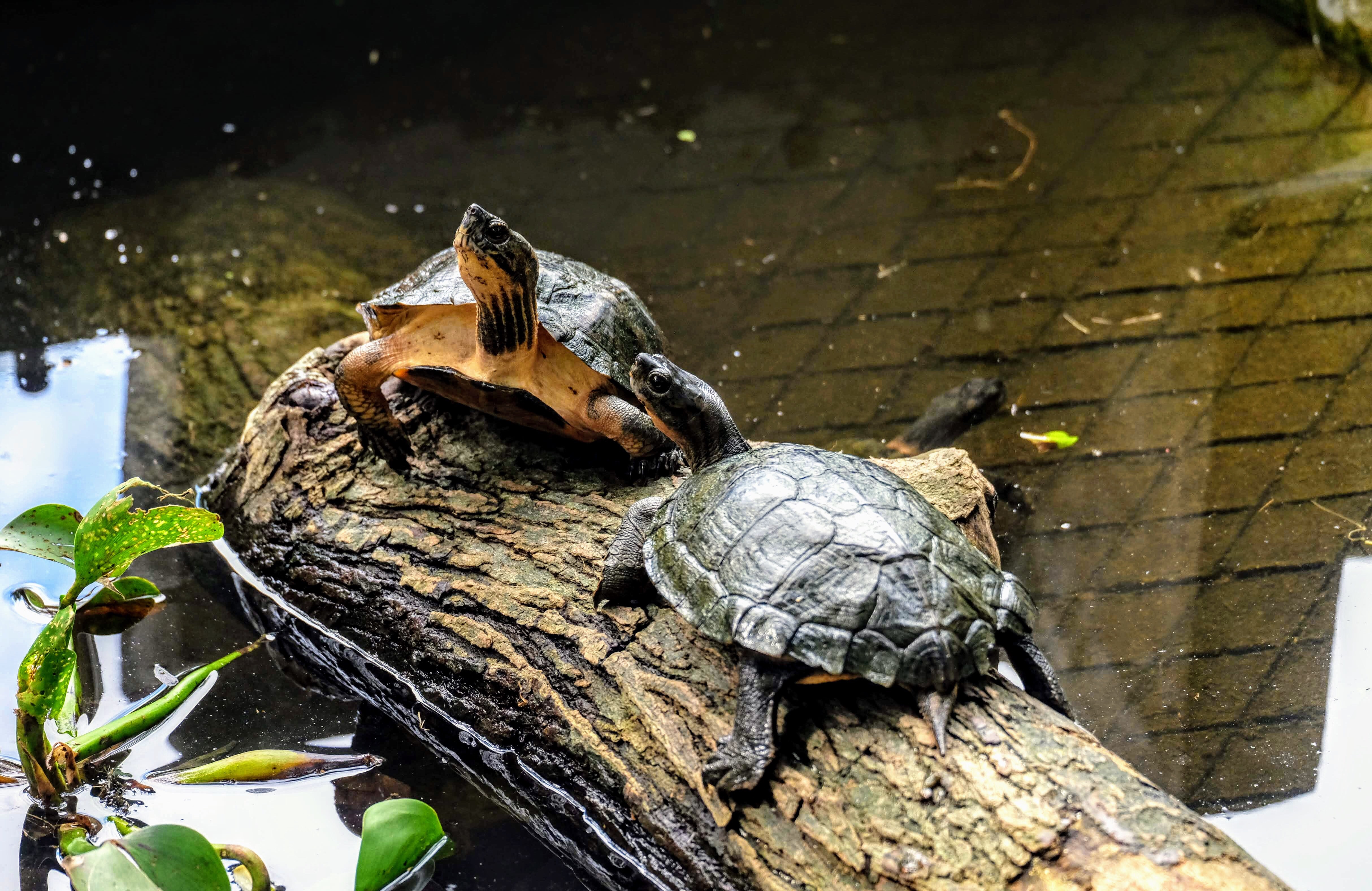 Turtle Conservation Centre, Cuc Phuong National Park, Vietnam