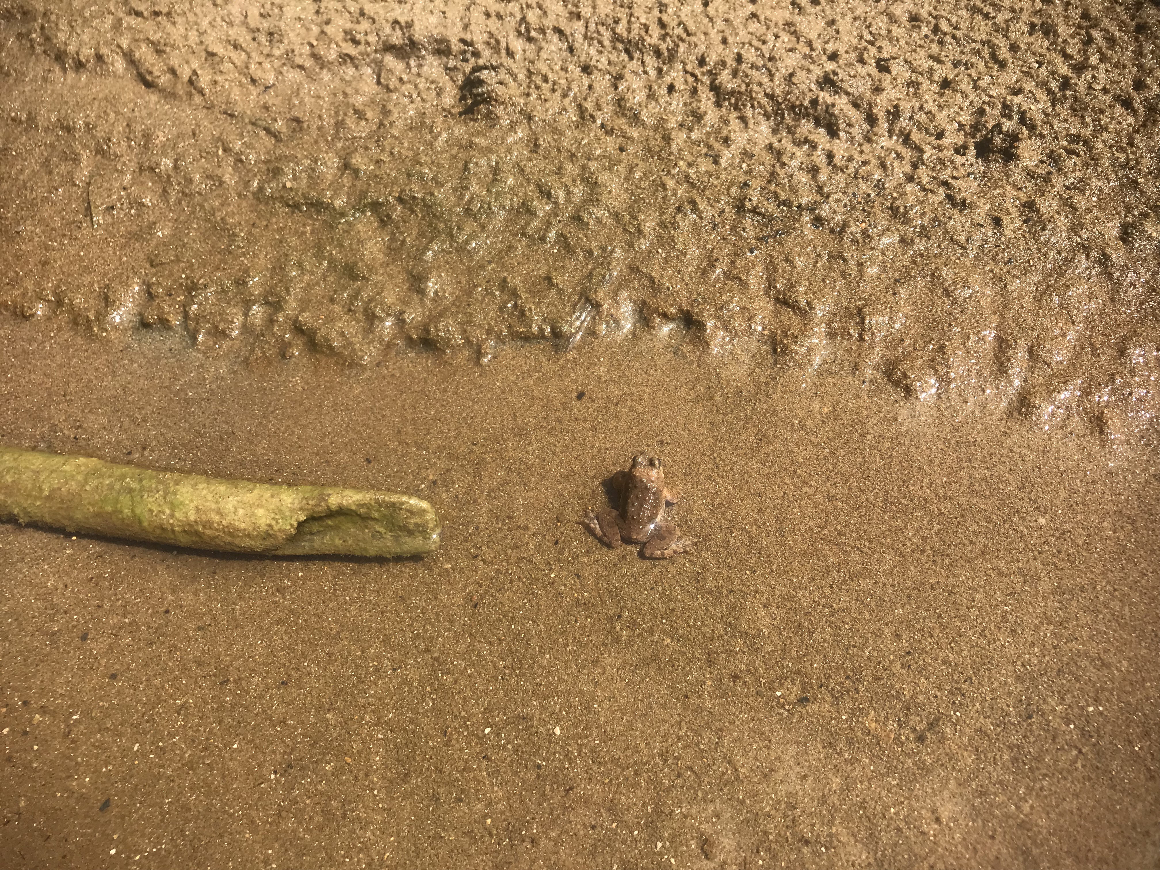 Toad in the Nam Hin Bun River, Laos