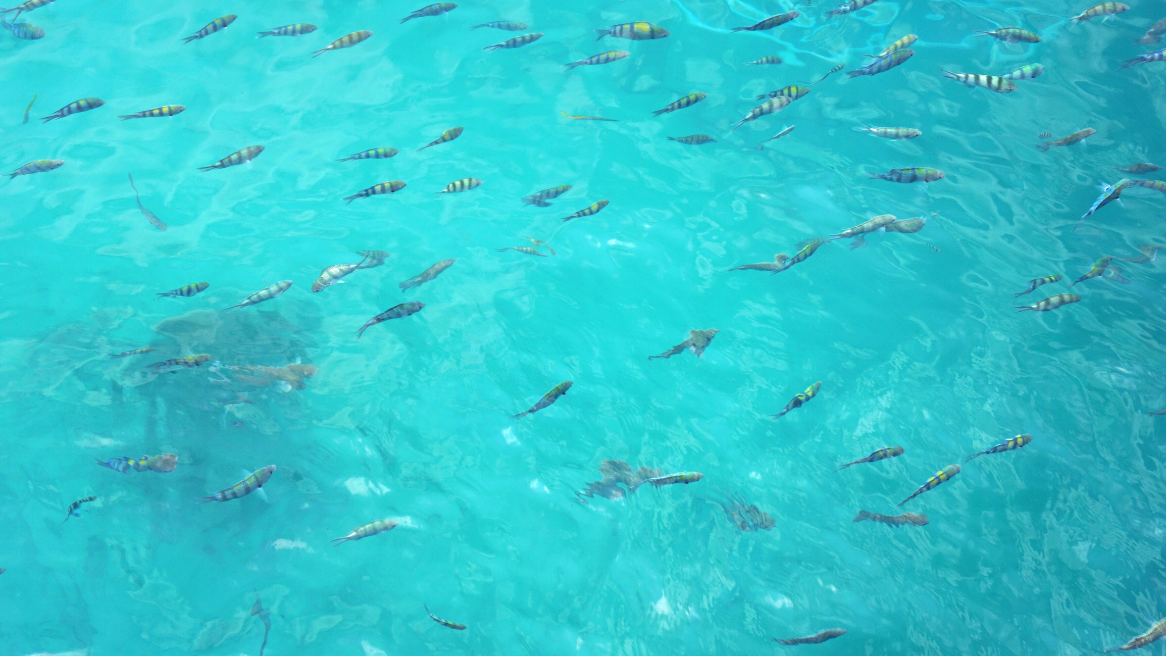 Tropical fish in Cambodia 