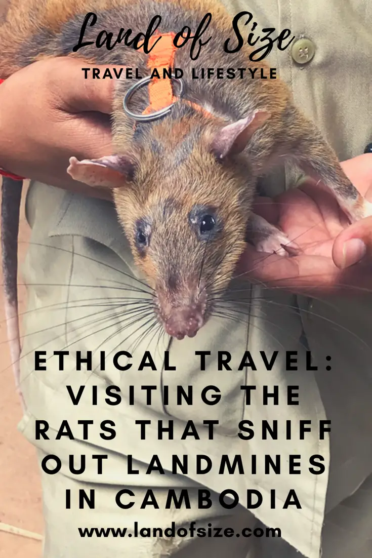 Ethical Travel: Visiting the African rats that sniff out landmines in Cambodia