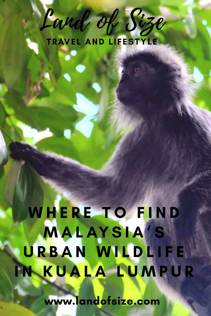 Where to find Malaysia’s urban wildlife in Kuala Lumpur