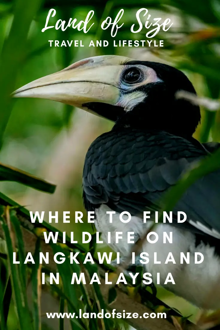 Where to find wildlife on Langkawi Island in Malaysia