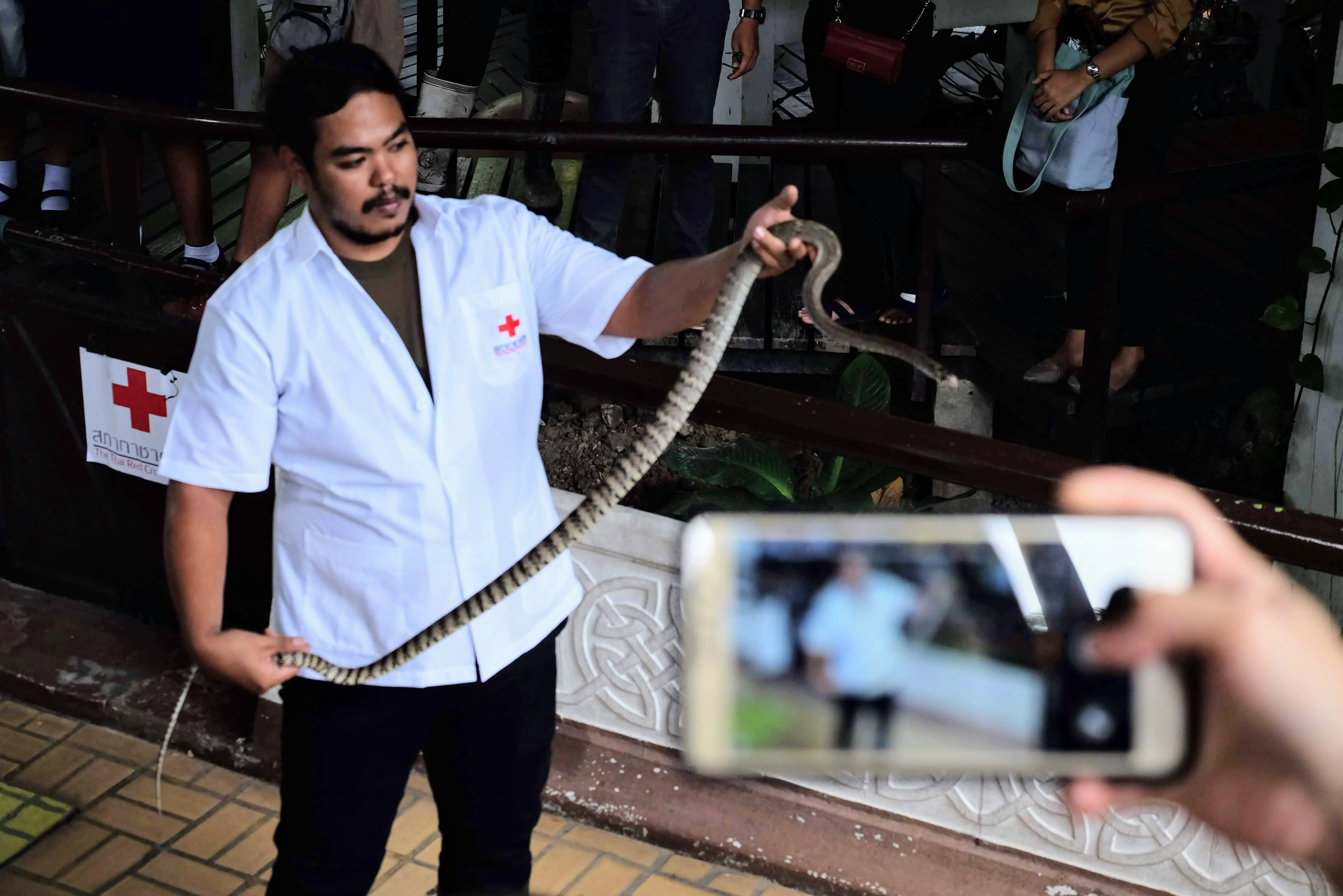 Snake handler, Queen Saovabha Memorial Institute, Bangkok