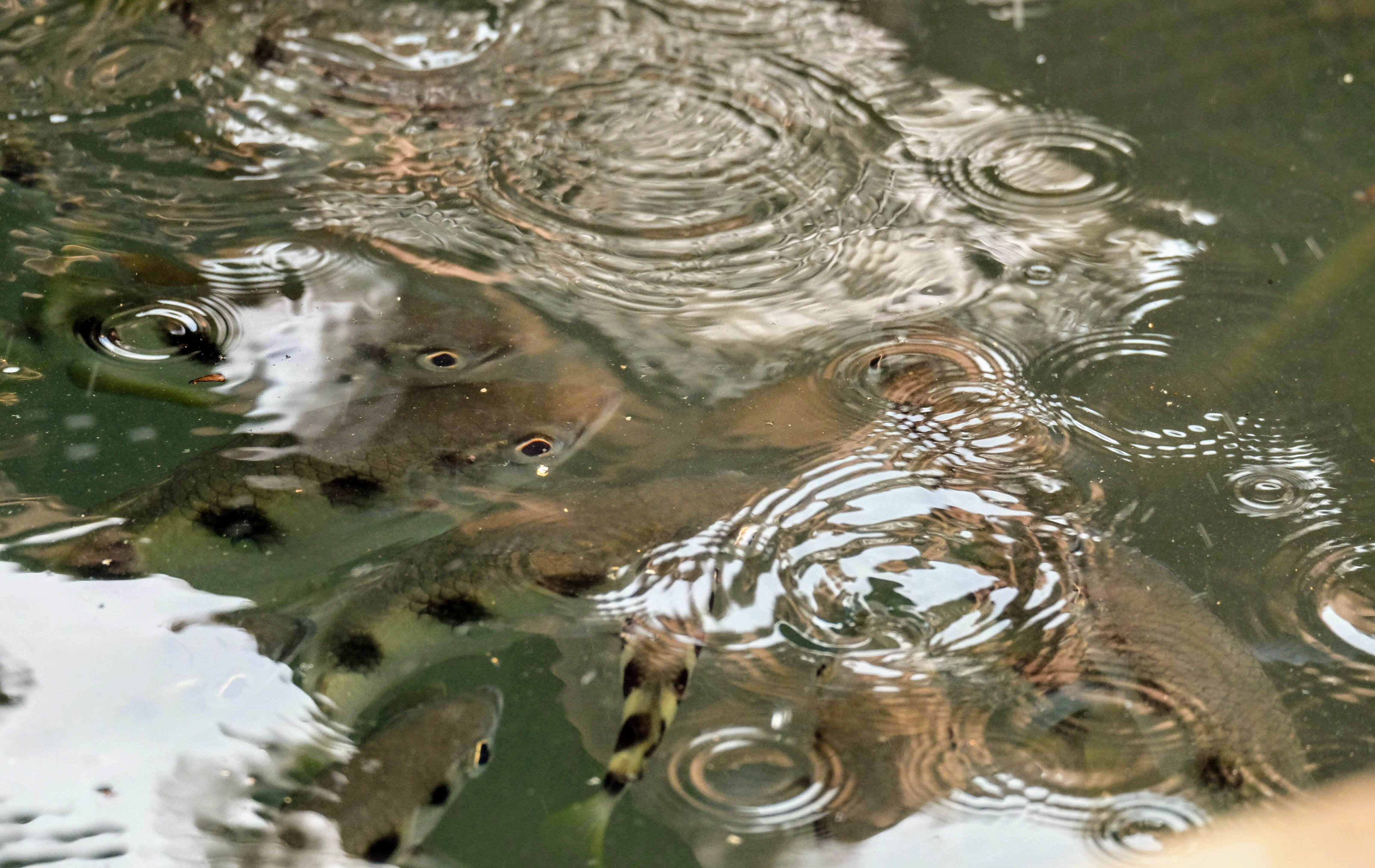 Archerfish, Langkawi island, Malaysia