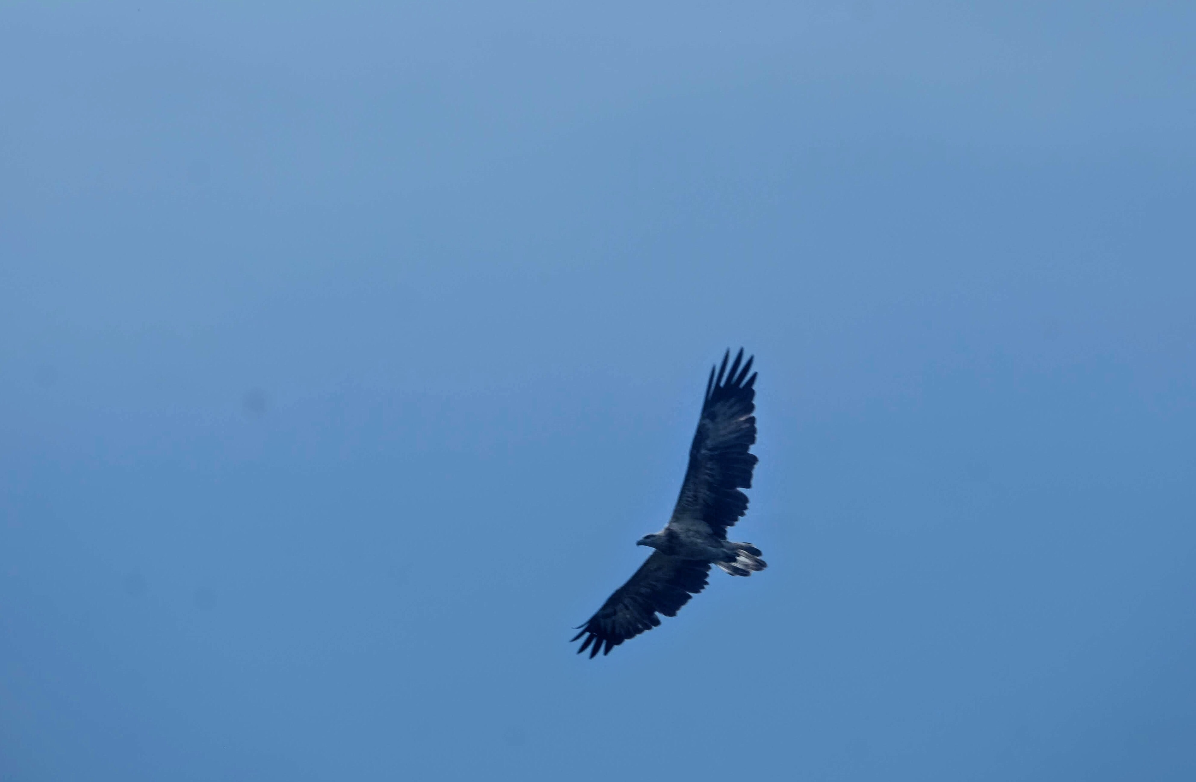 White-bellied sea eagle, Langkawi Island, Malaysia