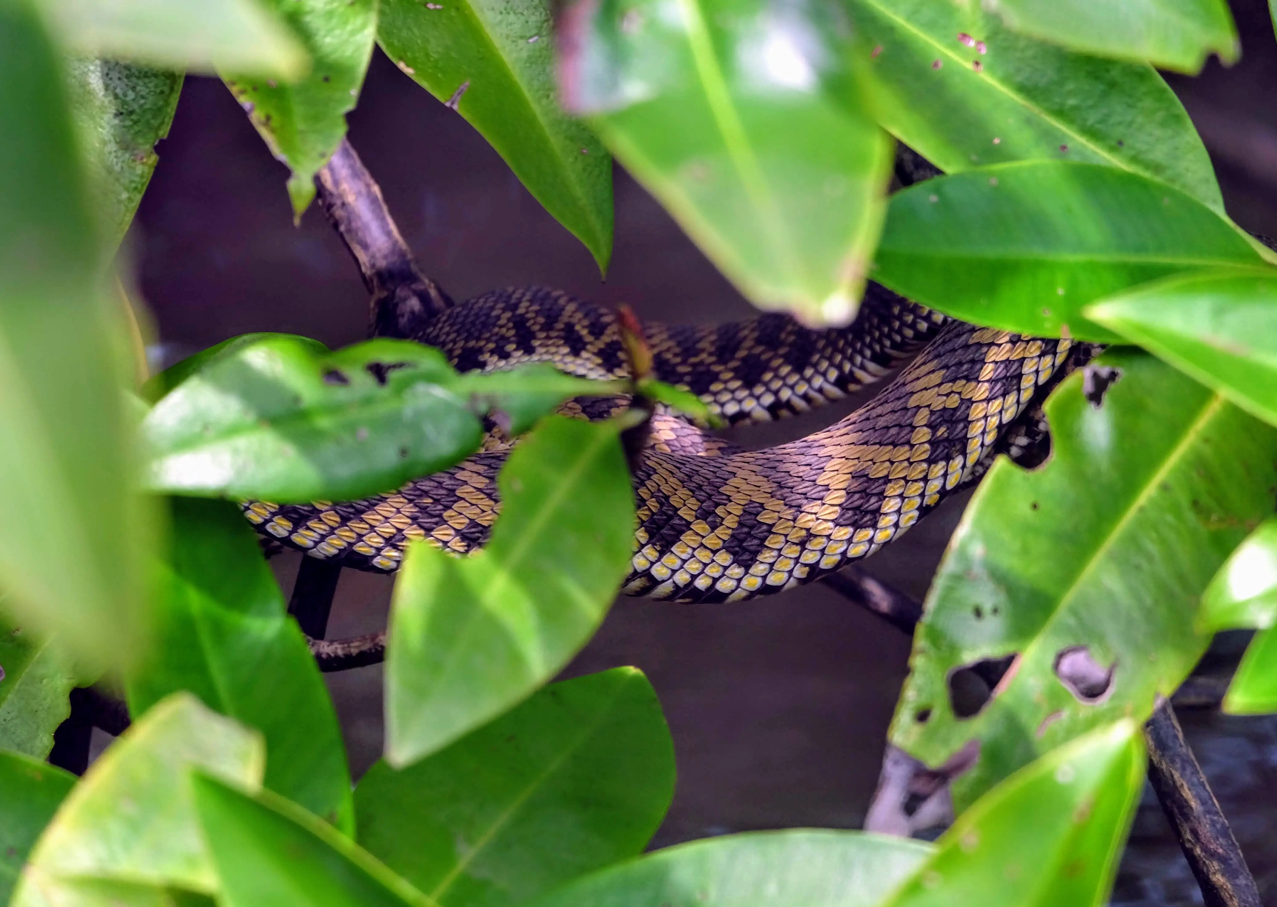 Mangrove pit viper, Langkawi Island, Malaysia