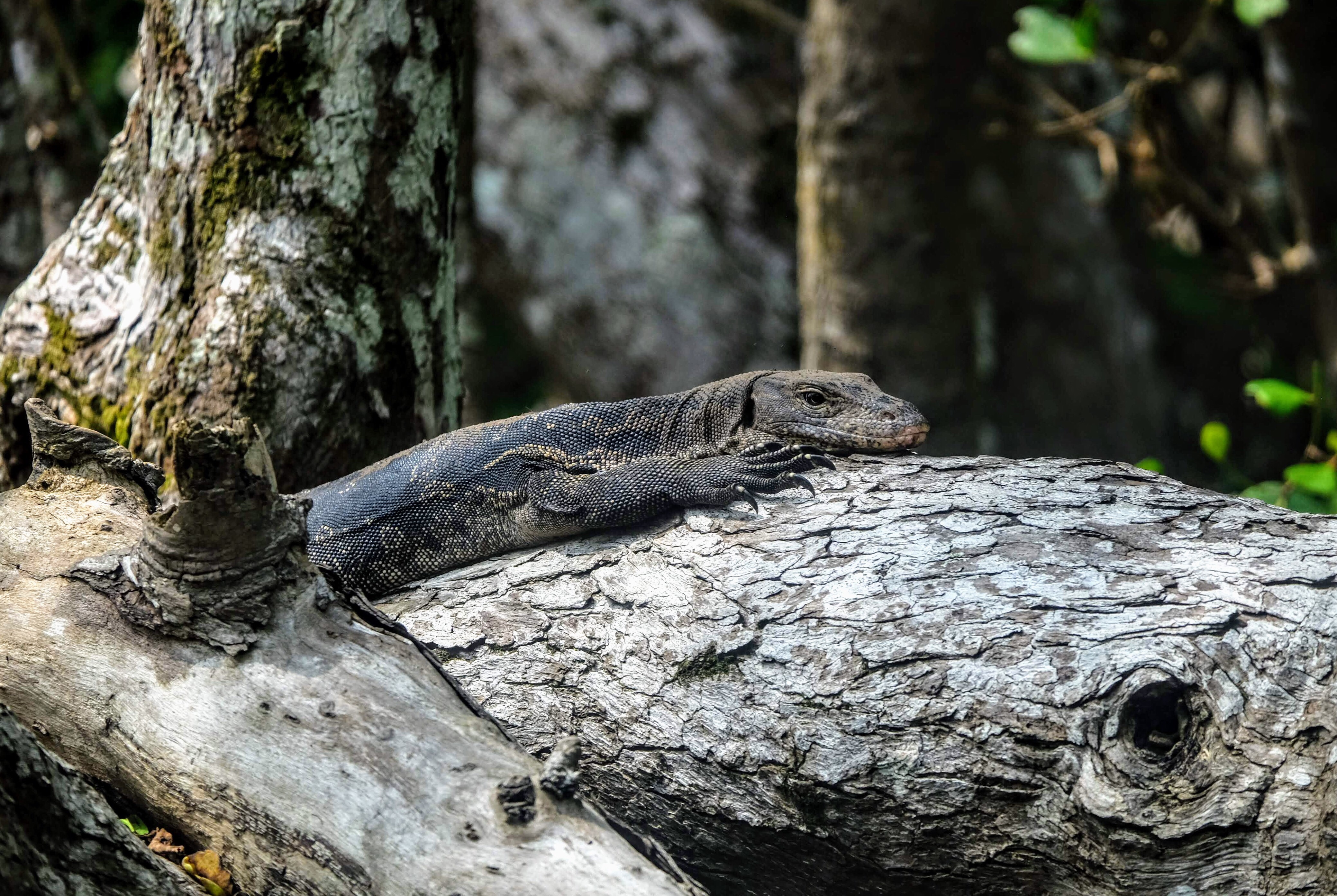 Malayan water monitor, Langkawi Island, Malaysia